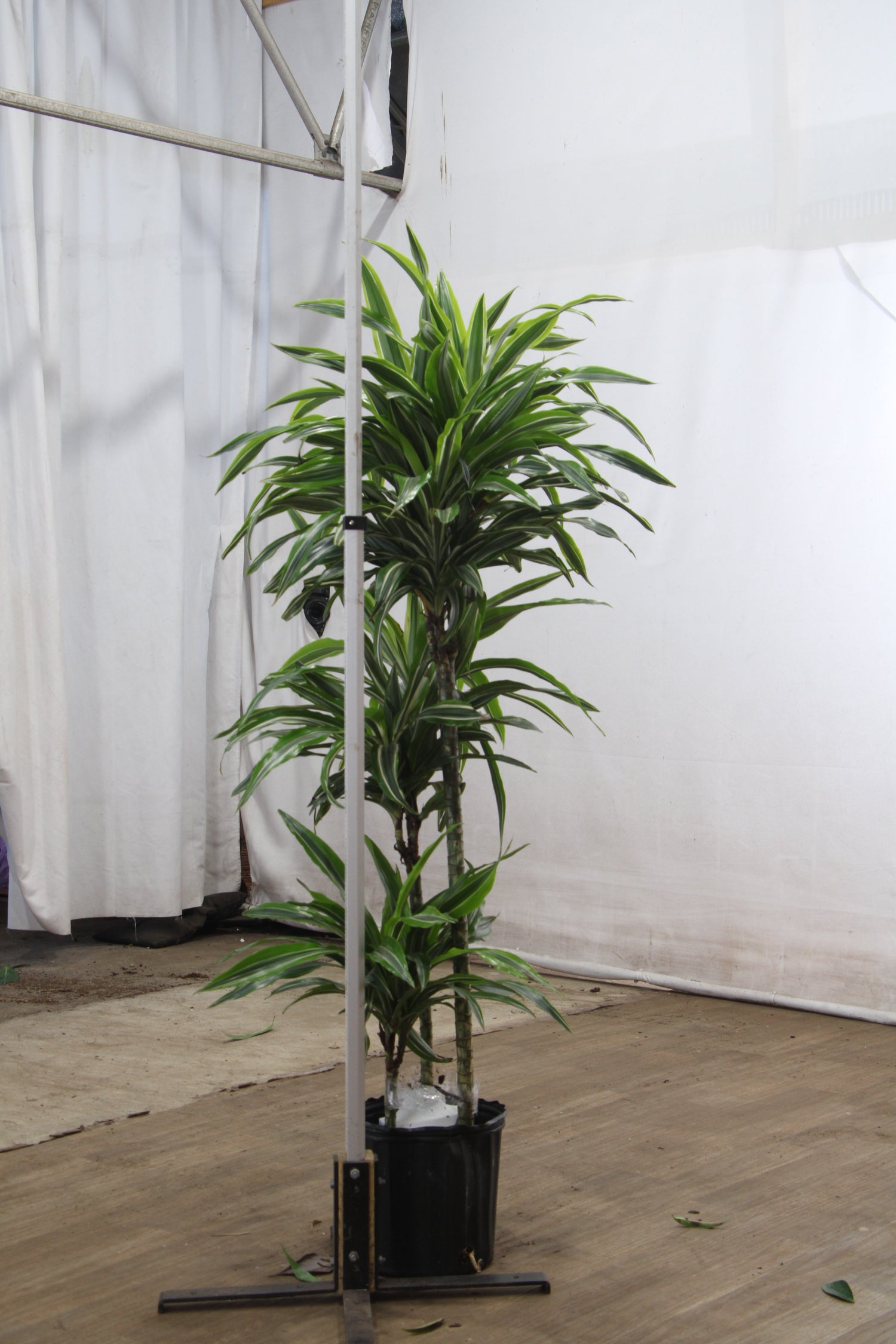 dracaena wick Buy Dracaena 'Warneckii' Cane Online | Large Indoor Plant