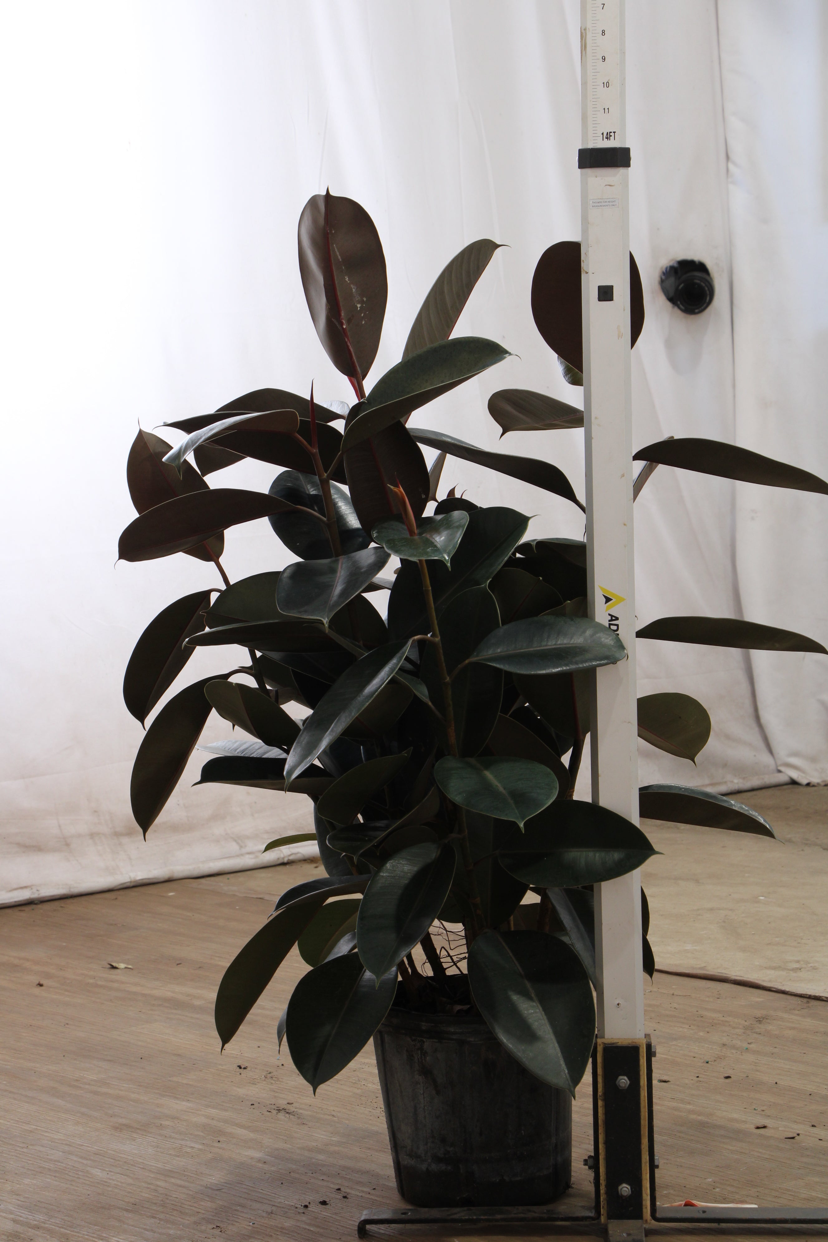Getting to Know Your Ficus – Dahing Plants