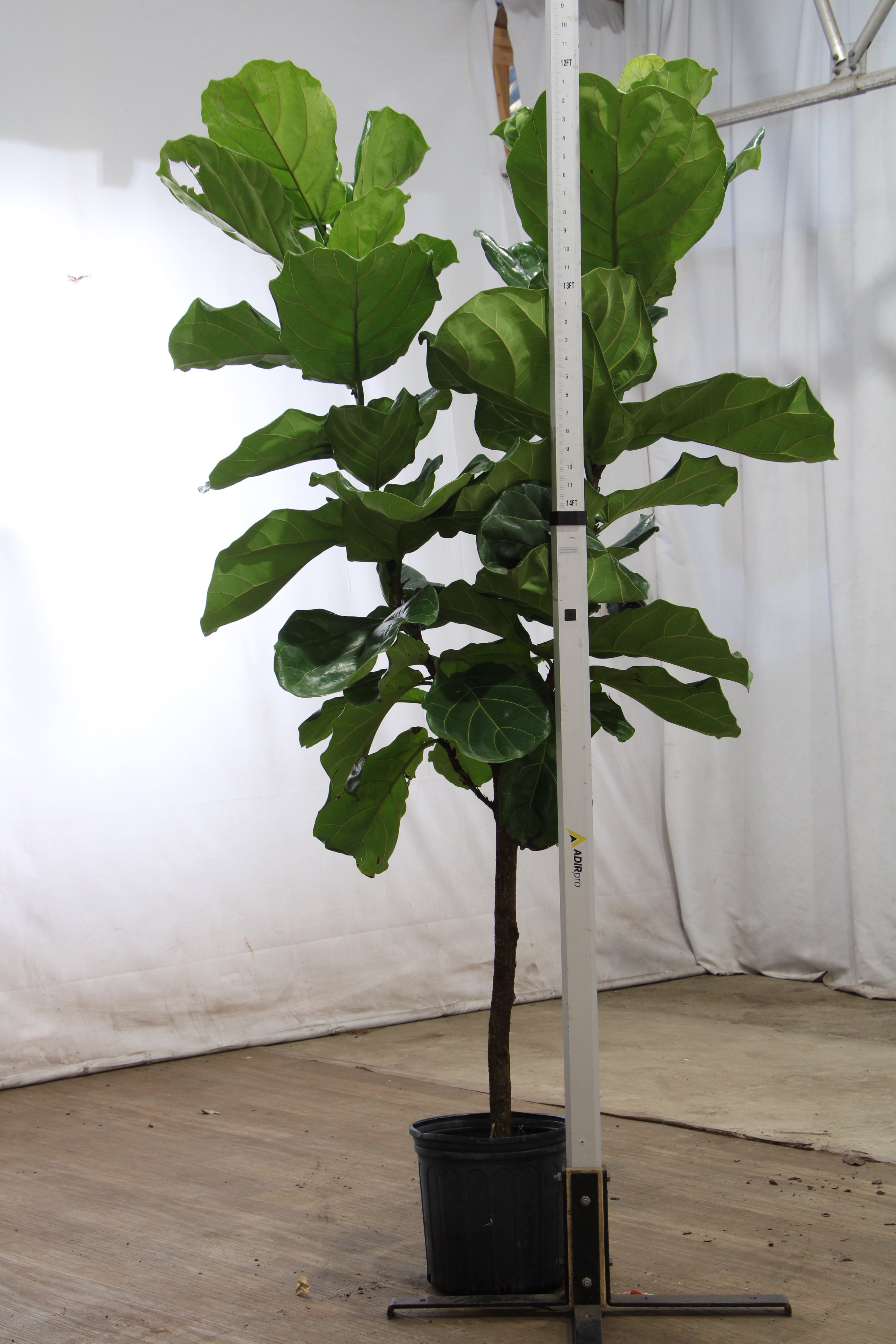 Dahing Plants Fiddle Leaf Fig - Thumbnail 3