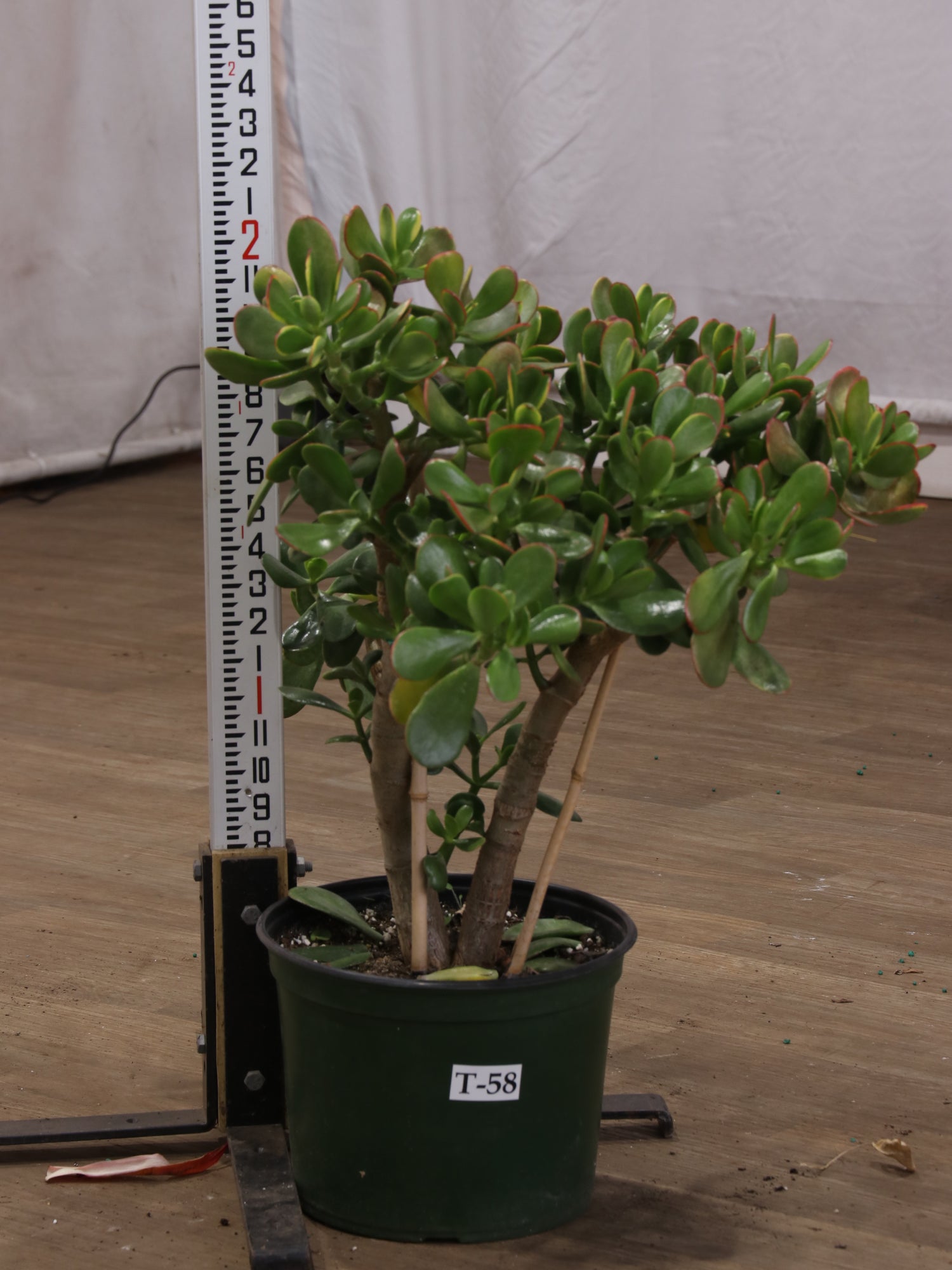 large jade plant cost Full Size Jade Succulent Bonsai (Crassula)