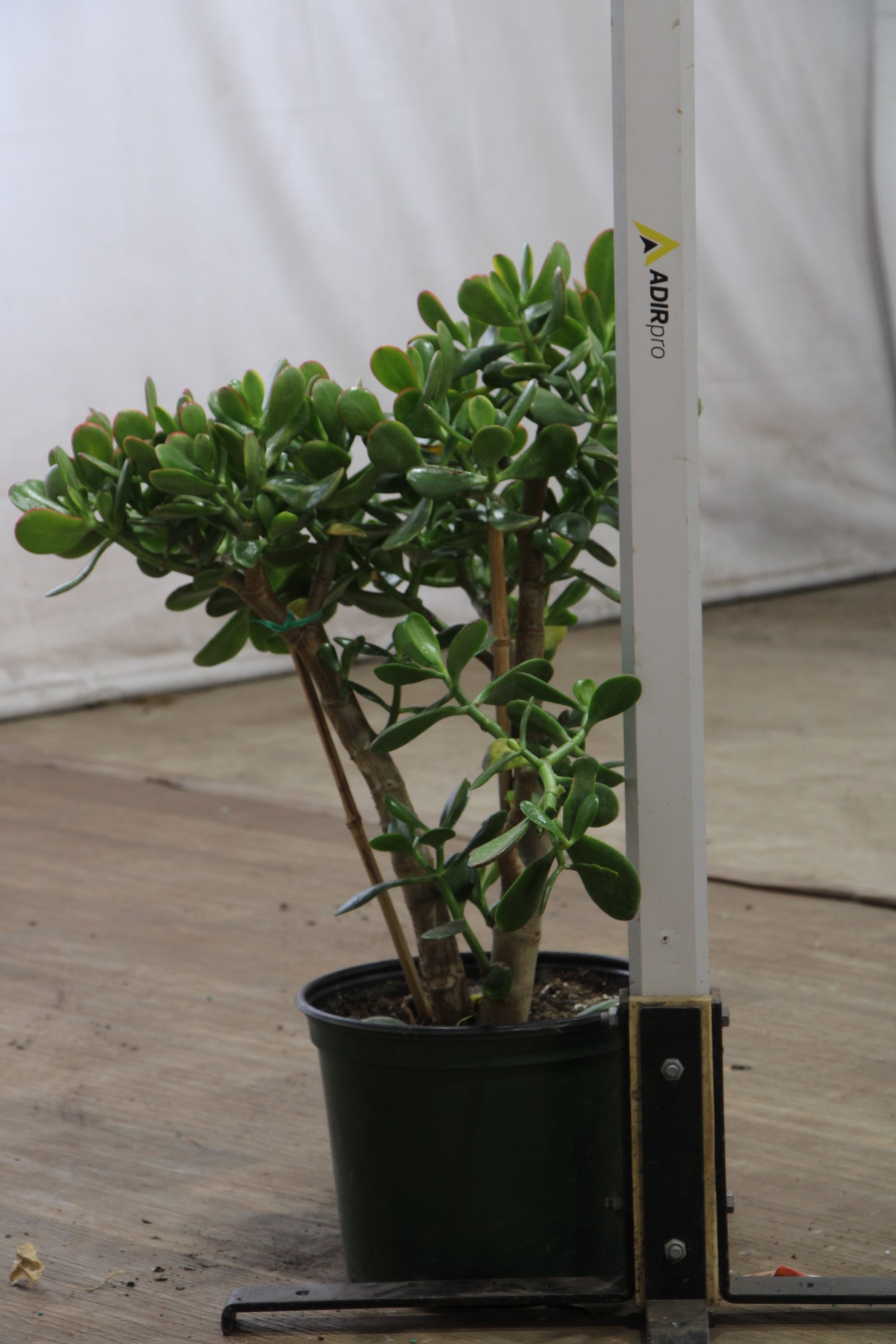 20 year old jade plant for sale Full Size Jade Succulent Bonsai (Crassula)