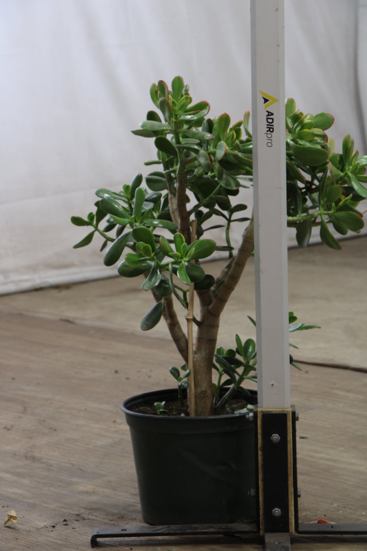 jade succulant 3-5 FT Jade Succulent Bonsai (Crassula) – Dahing Plants