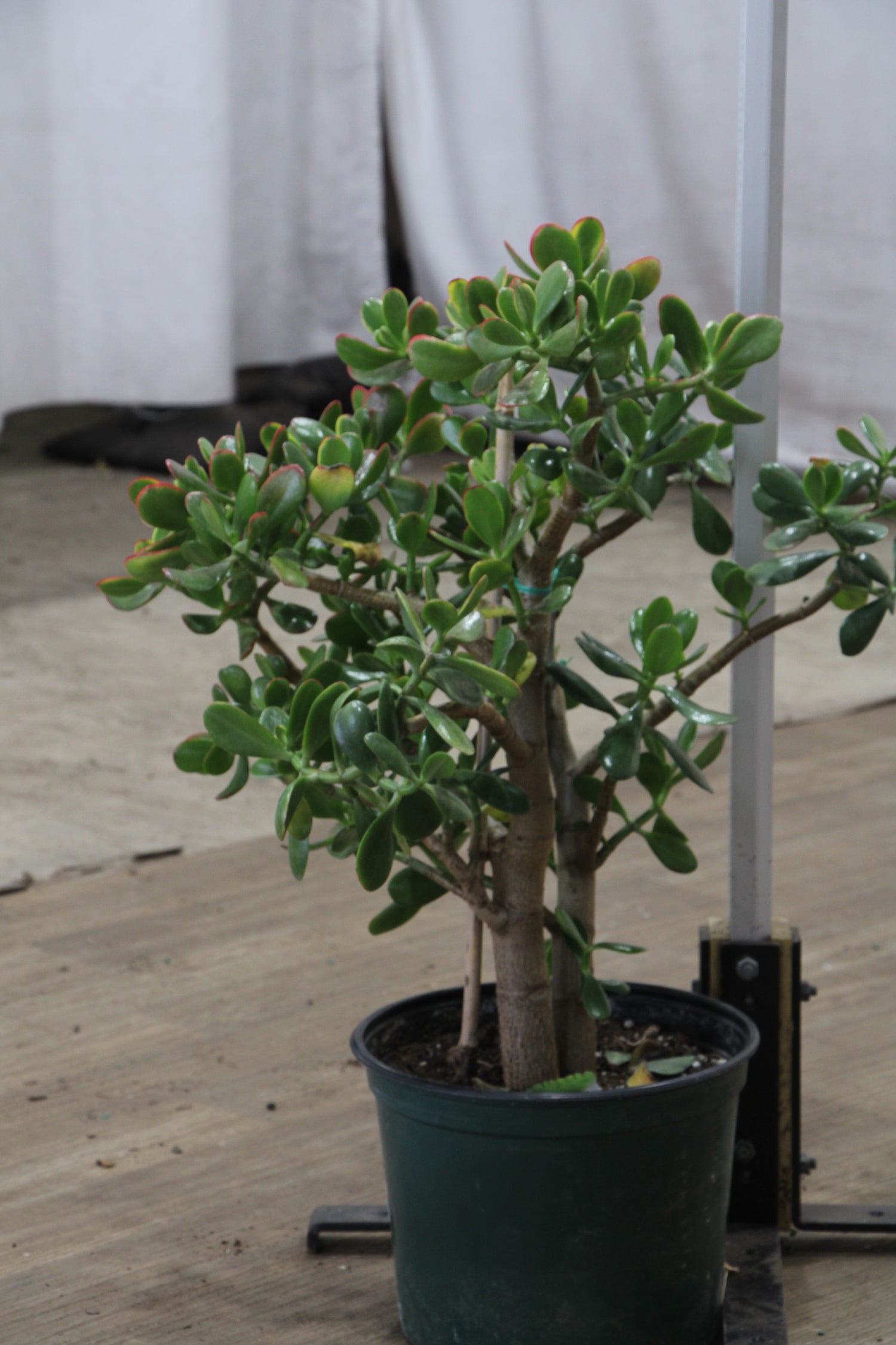 crassula ovata bonsai tree 3-5 FT Jade Succulent Bonsai (Crassula) – Dahing Plants