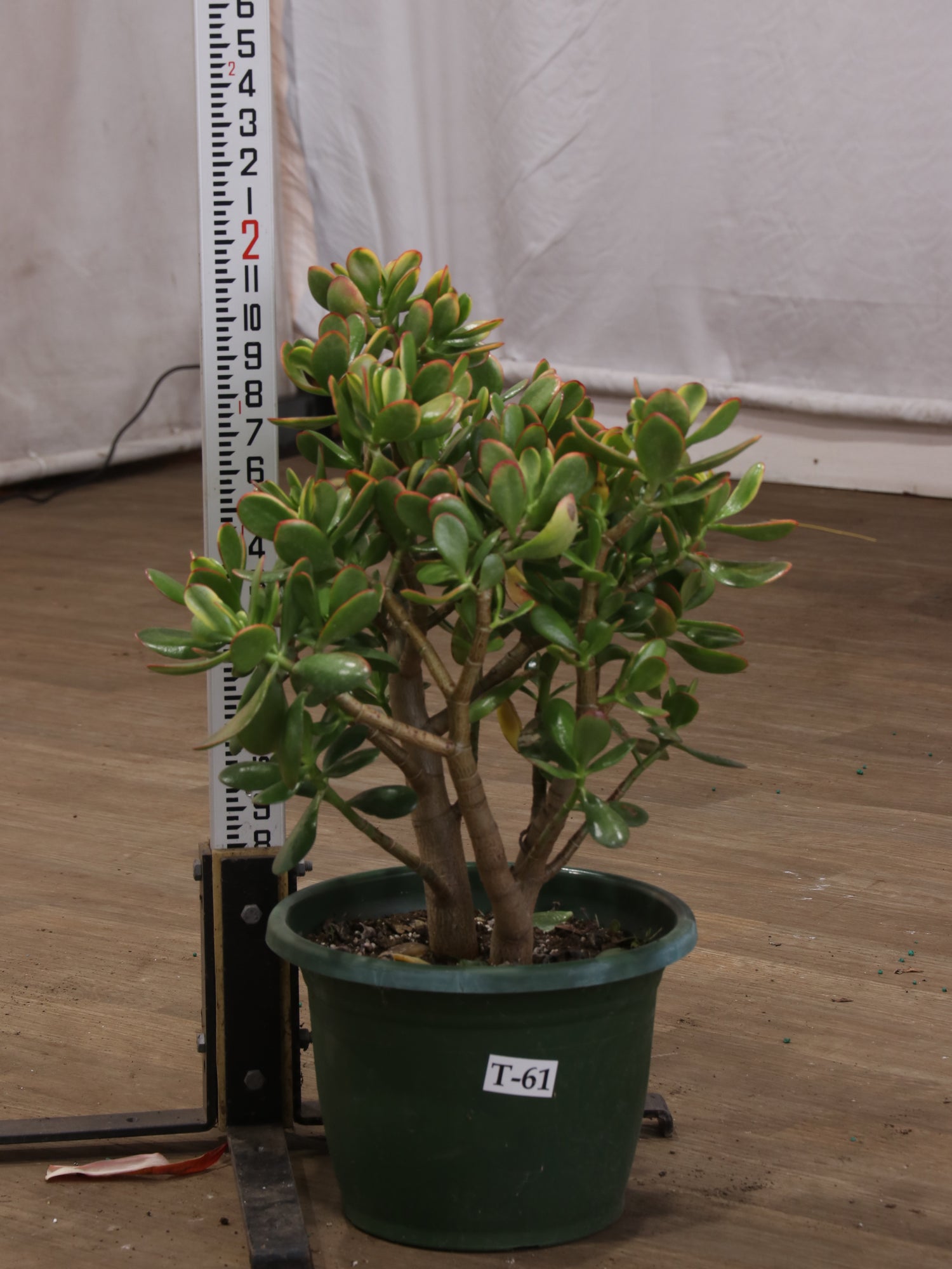 jade succulent bonsai 3-5 FT Jade Succulent Bonsai (Crassula) – Dahing Plants