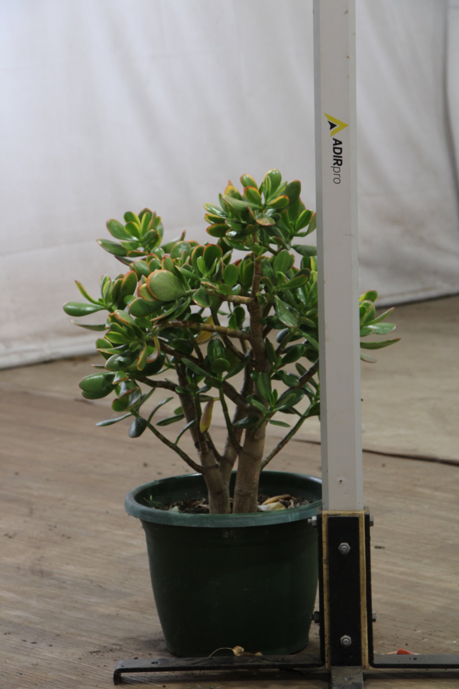 huge jade plant 3-5 FT Jade Succulent Bonsai (Crassula) – Dahing Plants