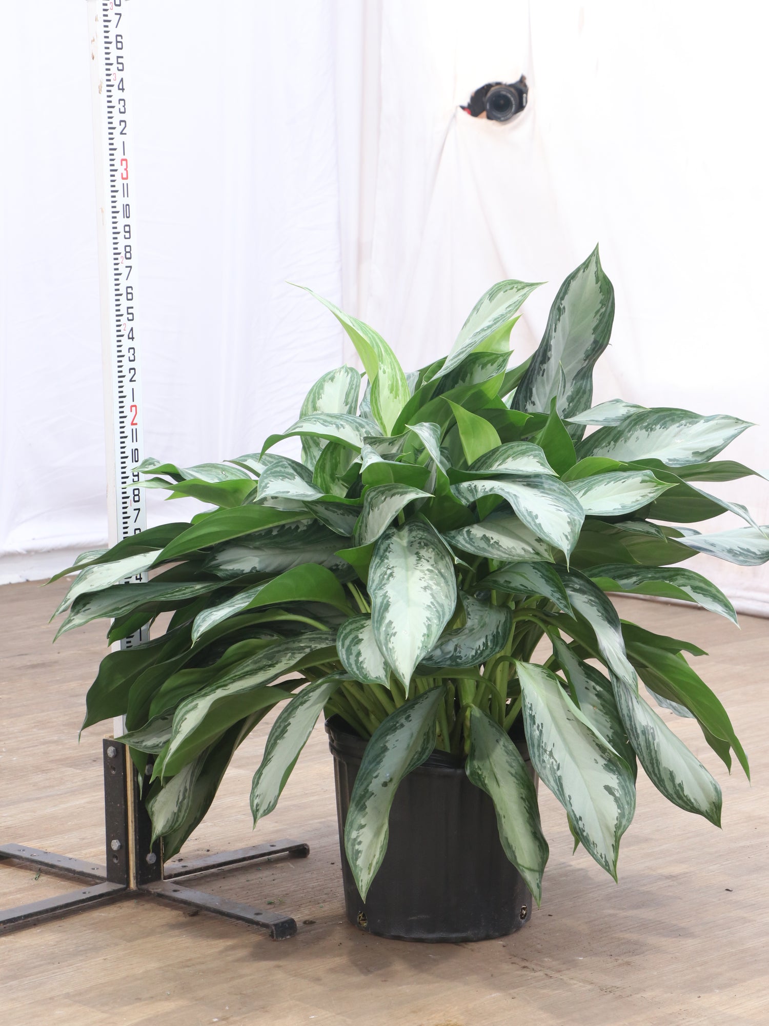 aglaonema plant of steel Large Aglaonema 'Silverado'