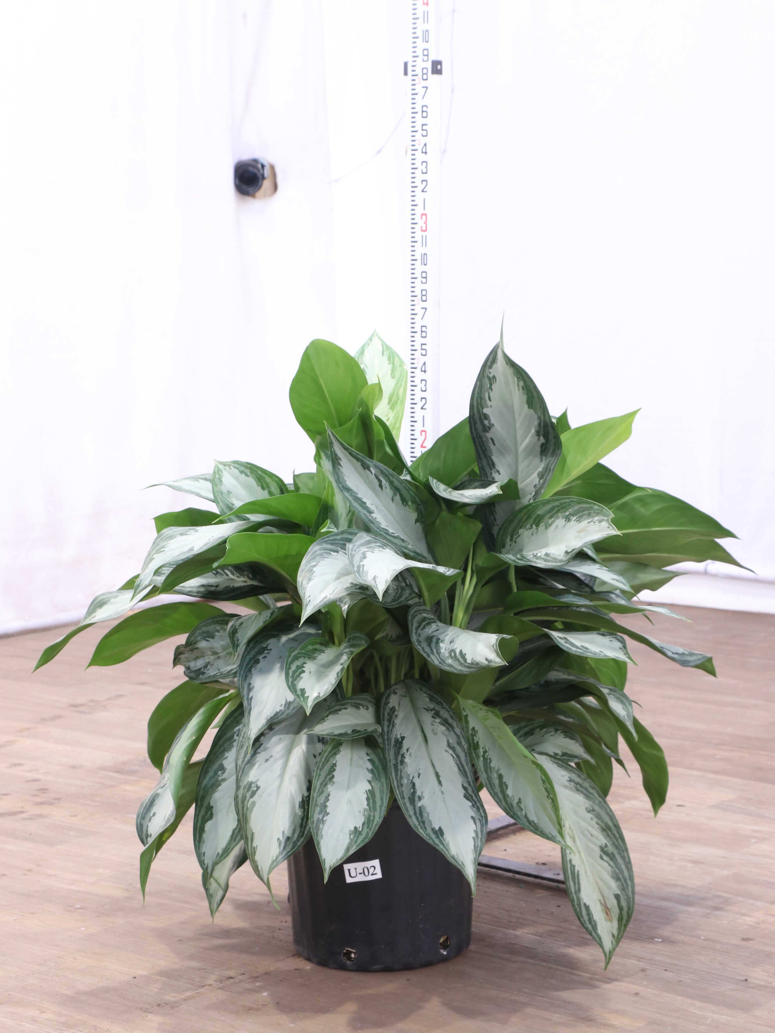 3-5 FT Aglaonema 'Silverado' – Dahing Plants