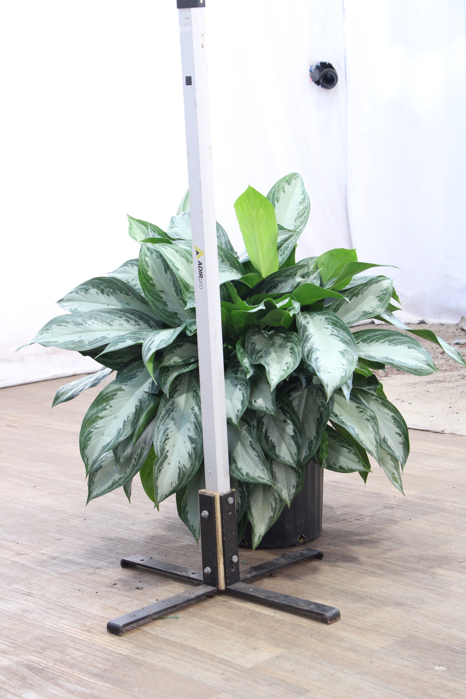 3-5 FT Aglaonema 'Silverado' – Dahing Plants