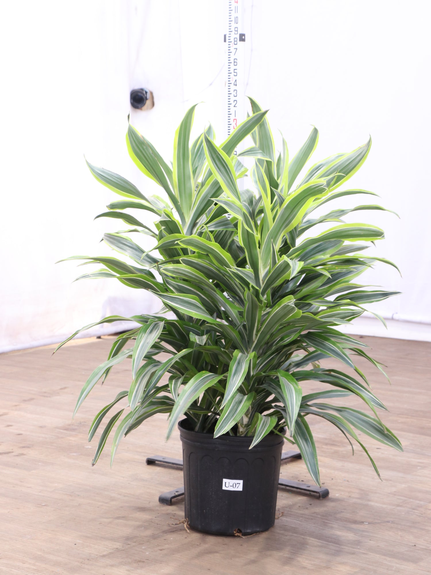 dracaena white bird Buy Dracaena Warneckii Lemon Lime Bush Online
