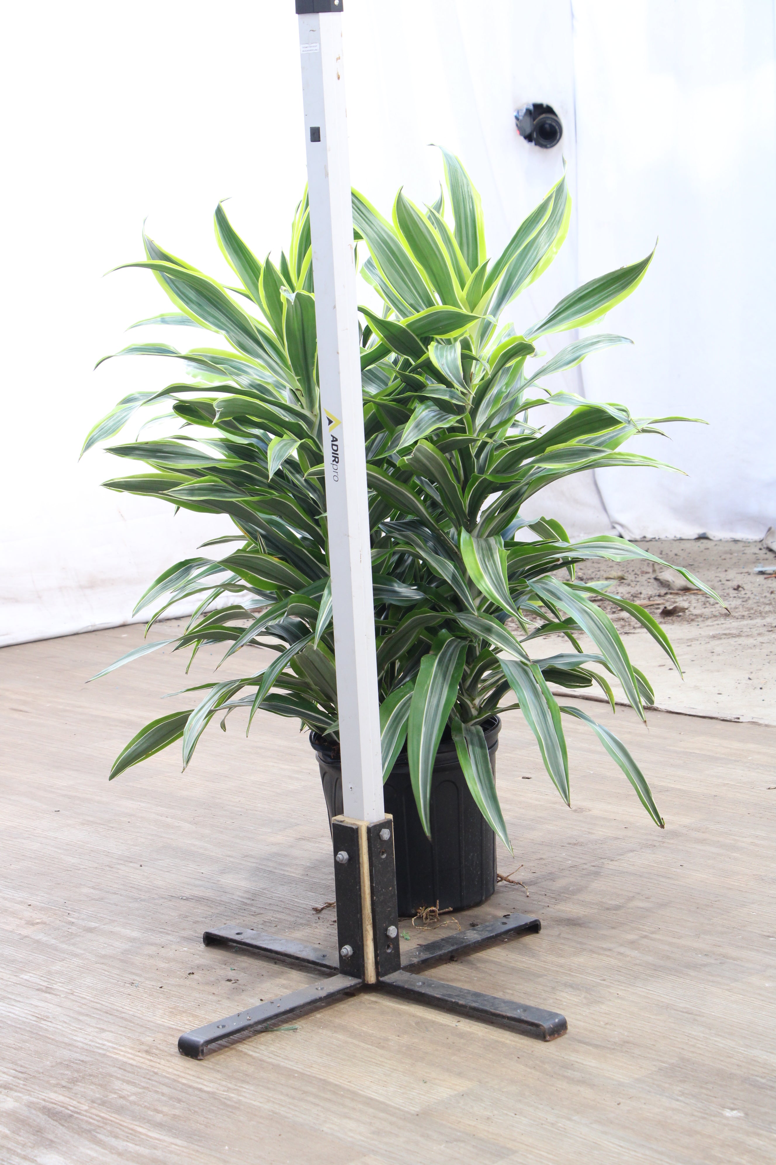 Buy Dracaena Warneckii Lemon Lime Bush Online | Large Indoor Plant