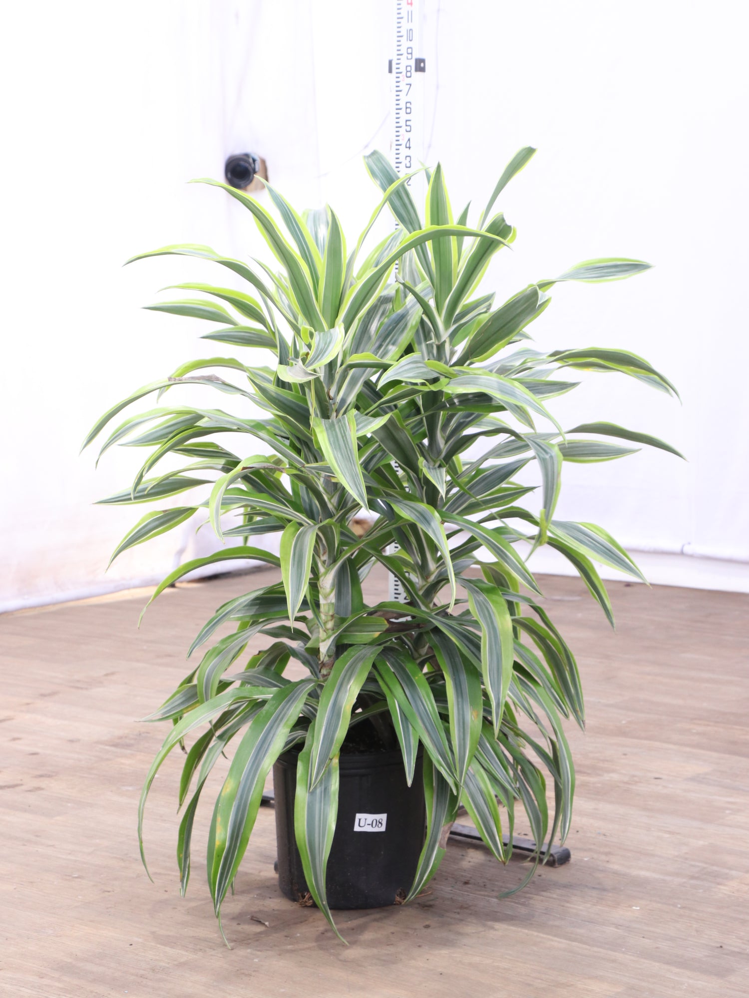 3-5 FT Dracaena Warneckii Lemon Lime Bush – Dahing Plants