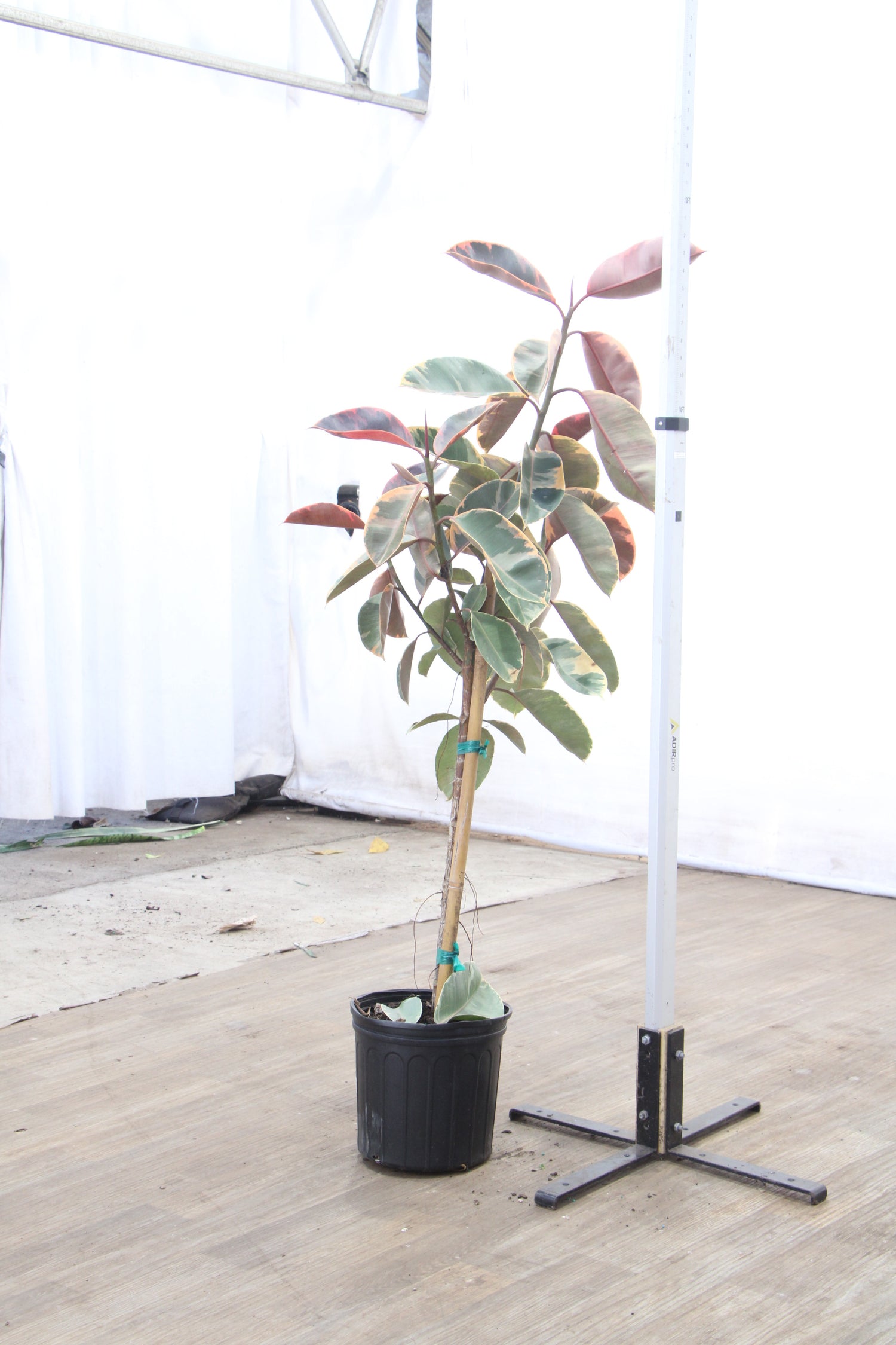 redpower rubber tree Large Ruby Rubber Tree Std