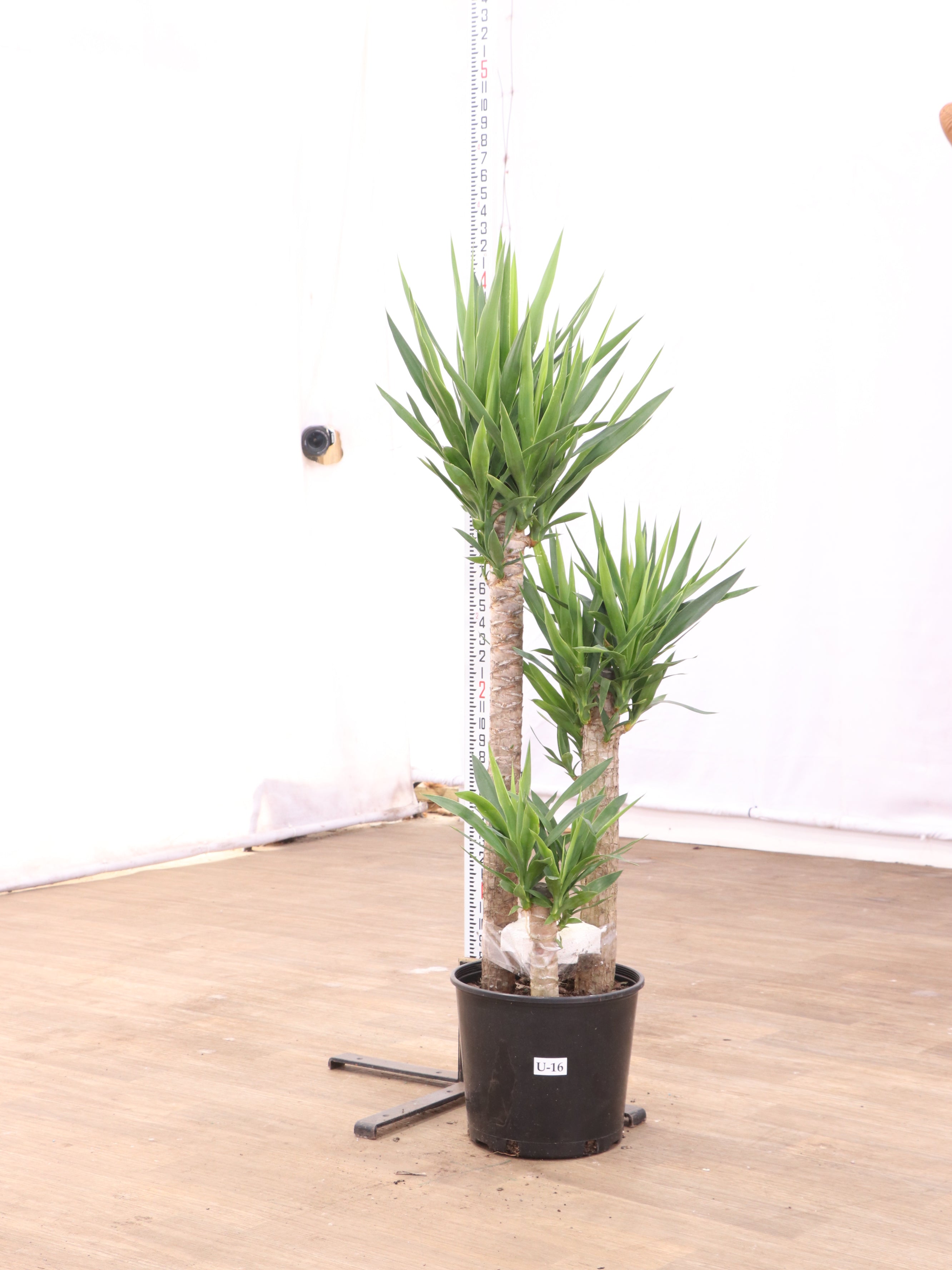 3-5 FT Yucca Cane- NYC, NJ, CT, Boston, Providence, Washington DC