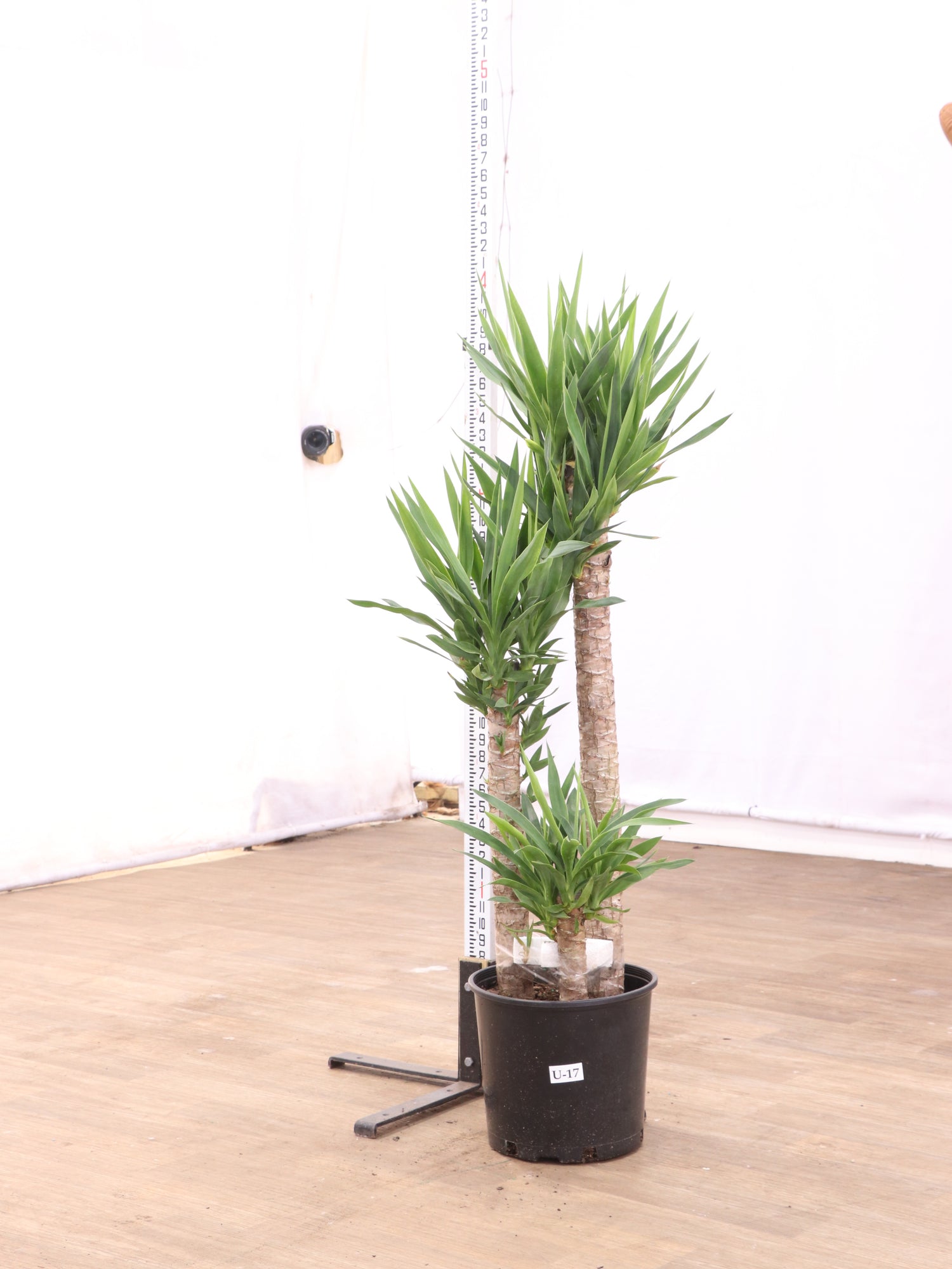large indoor plants for sale Large Yucca Cane