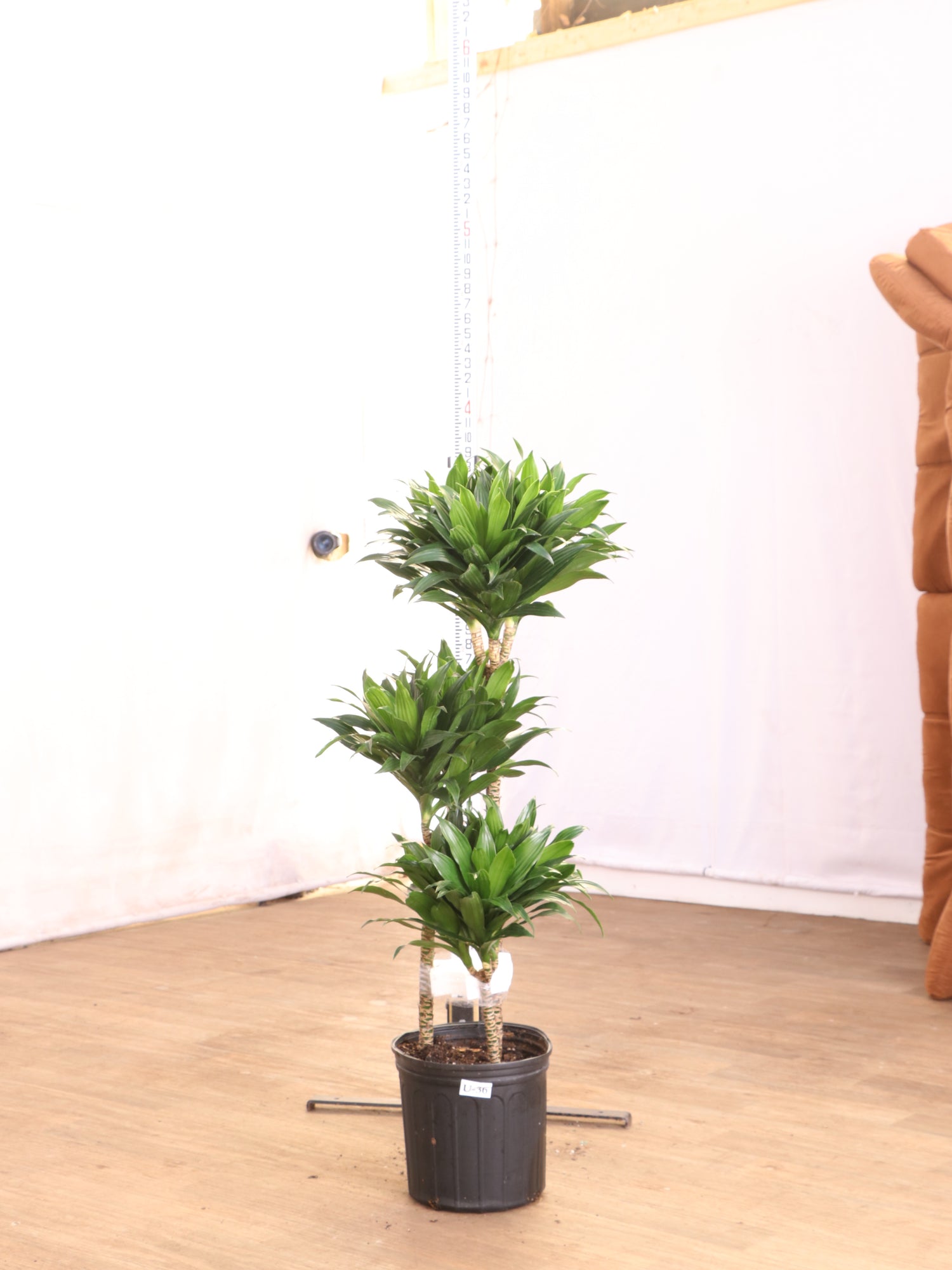 large dracaena compacta cane Buy Dracaena 'Compacta' Online | Large Indoor Plant