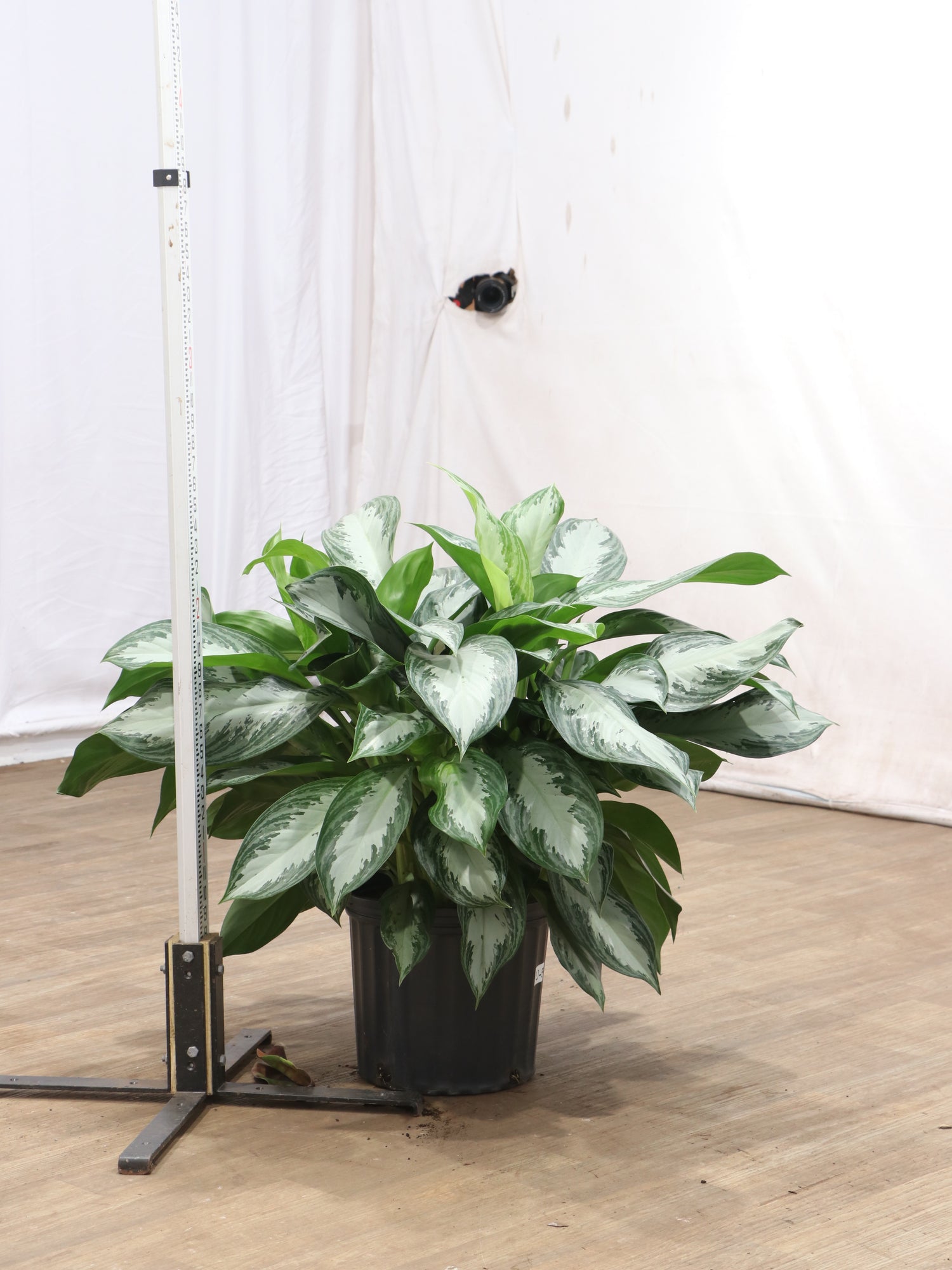 aglaonema silverado care Large Aglaonema 'Silverado'