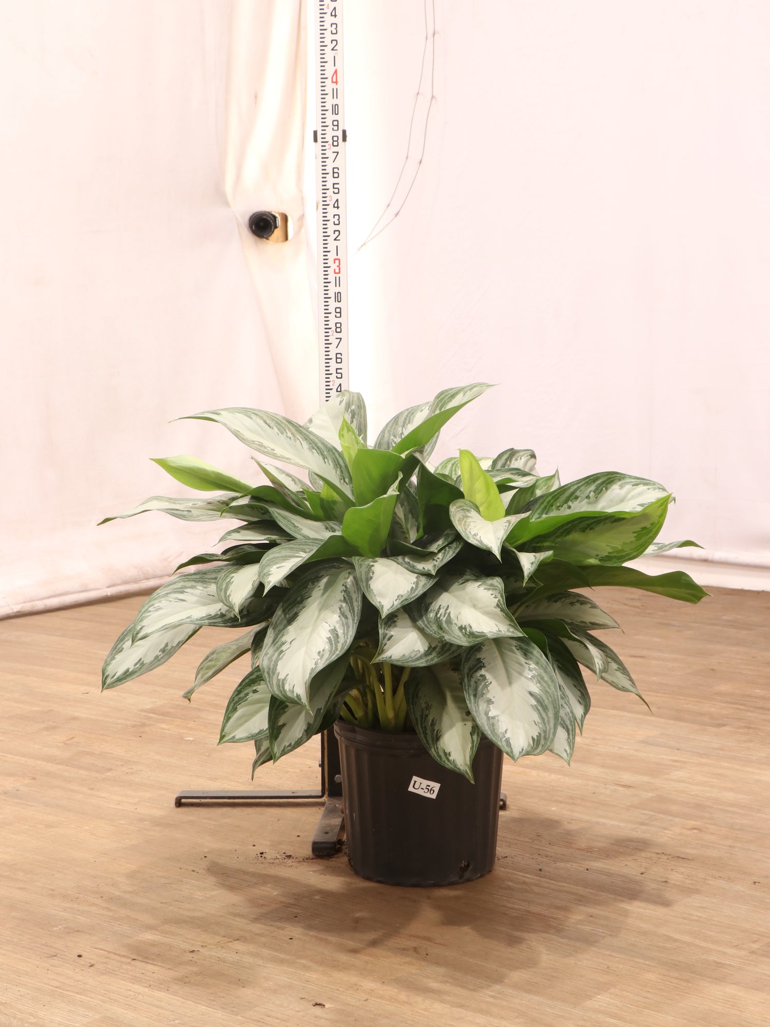 Large Aglaonema 'Silverado'