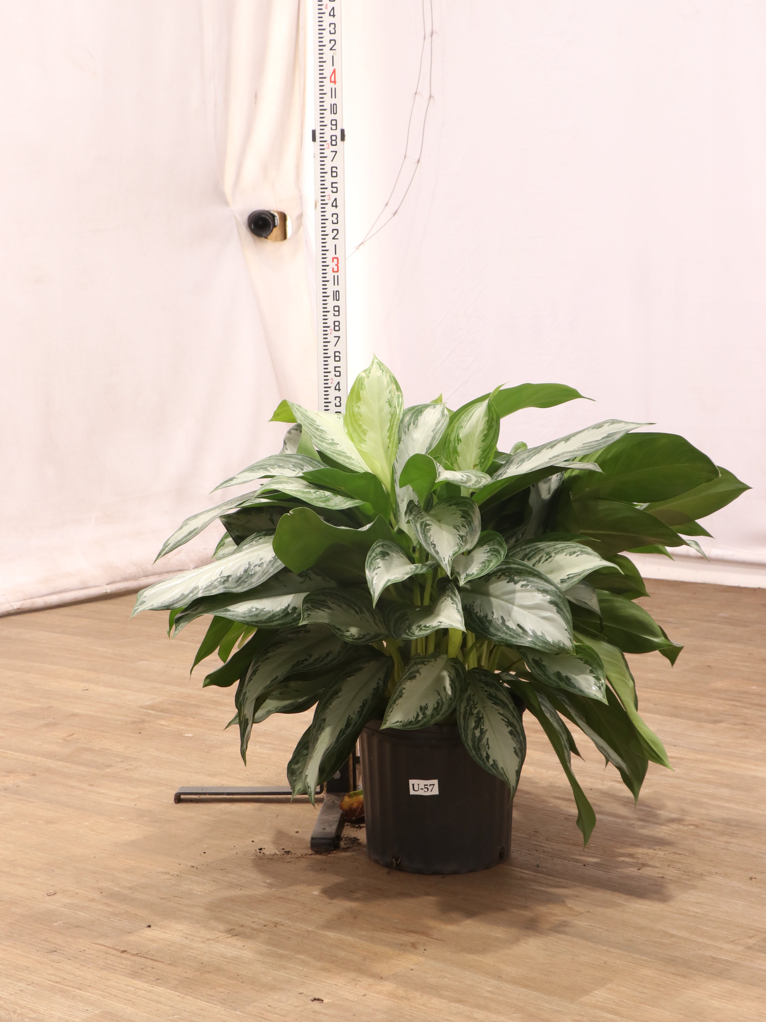 3-5 FT Aglaonema 'Silverado' – Dahing Plants