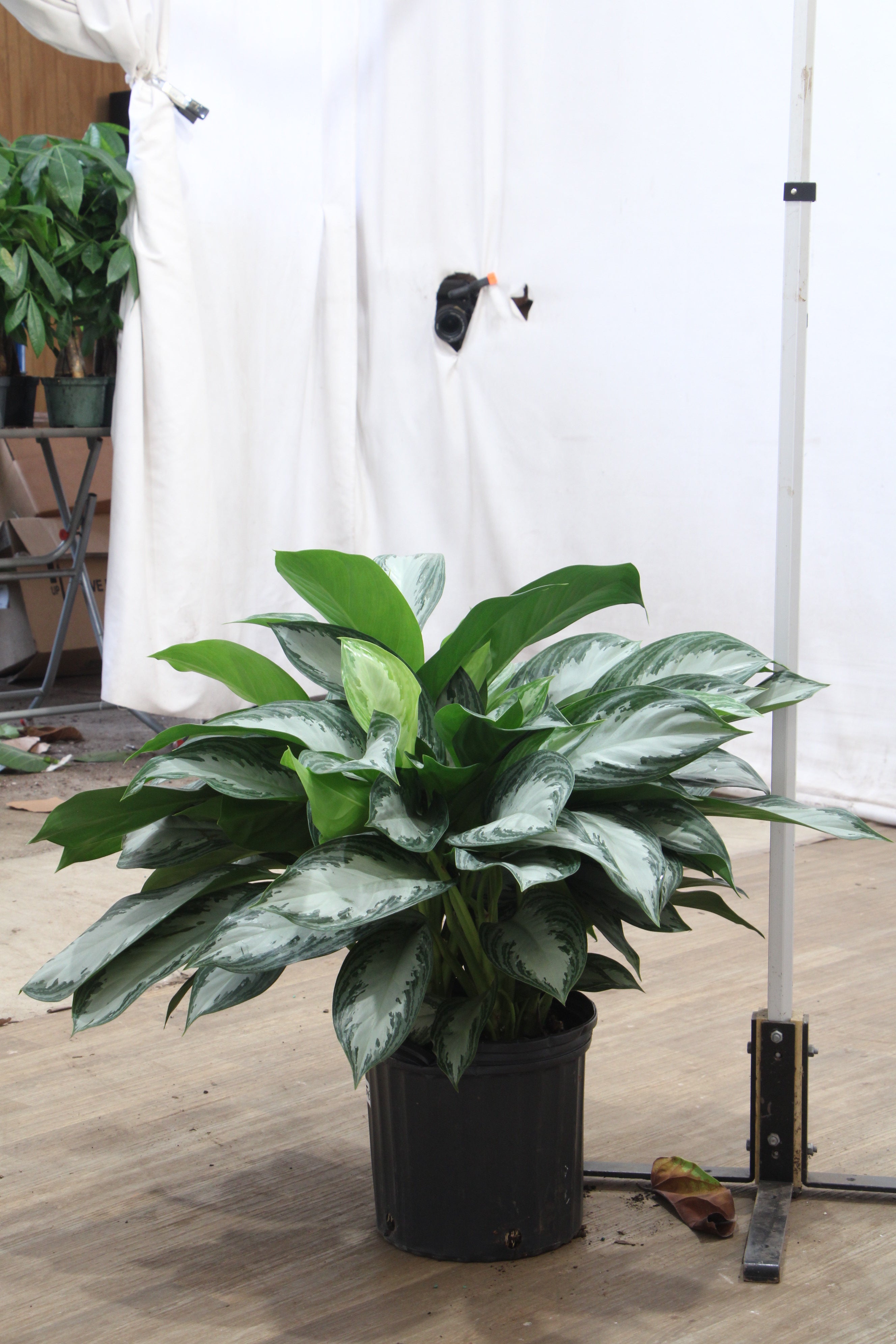 3-5 FT Aglaonema 'Silverado' – Dahing Plants