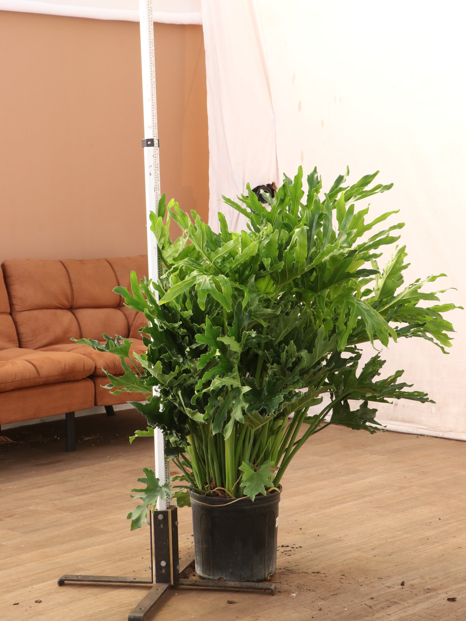 horsehead philodendron for sale Buy Philodendron 'Selloum' Online | Large Indoor Plant