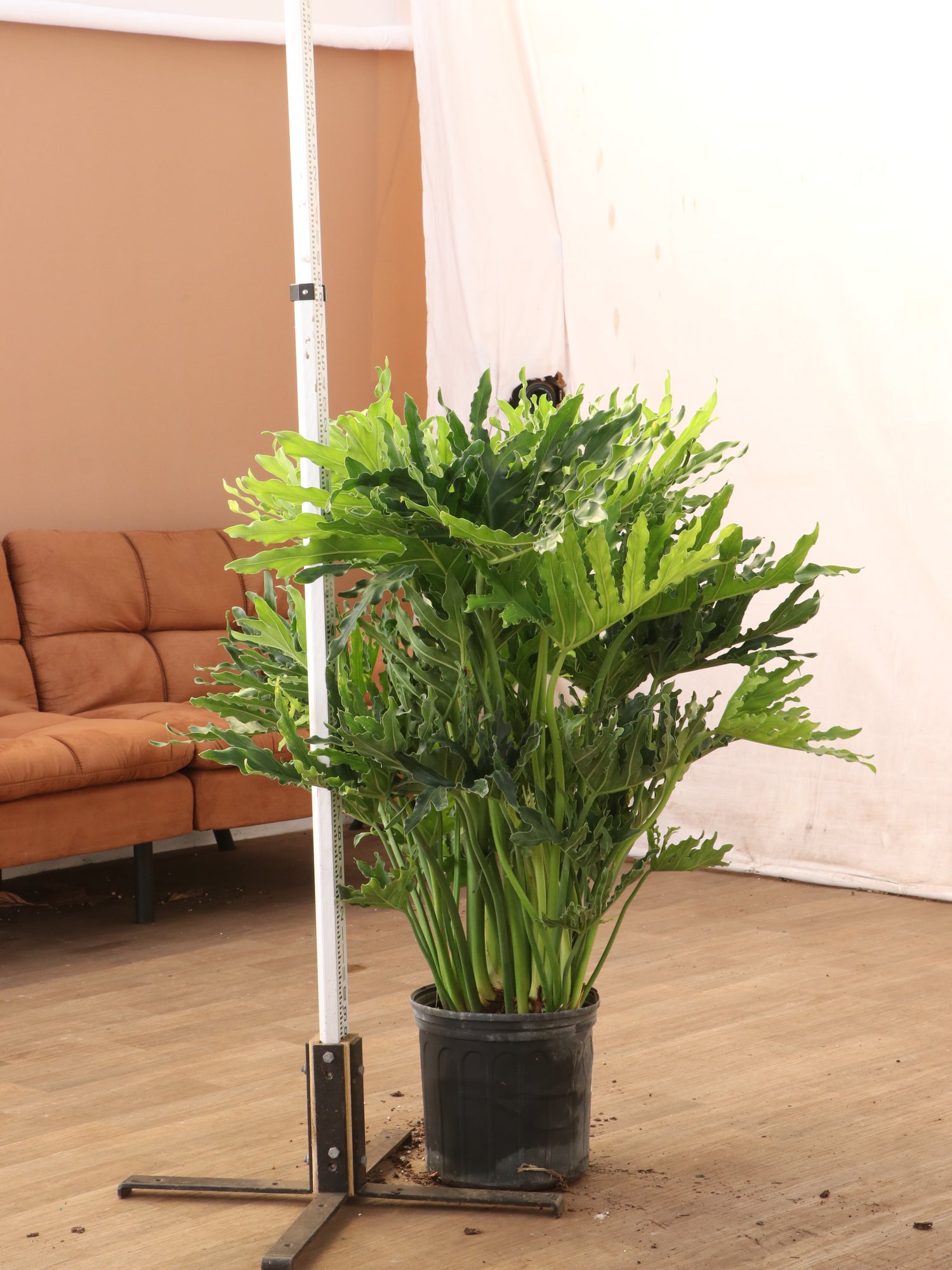 3-5 FT Philodendron Selloum | NYC/NJ Delivery