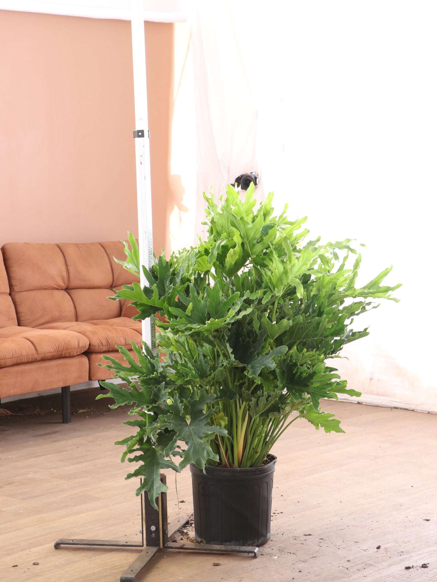 philodendron hope selloum for sale Buy Philodendron 'Selloum' Online | Large Indoor Plant
