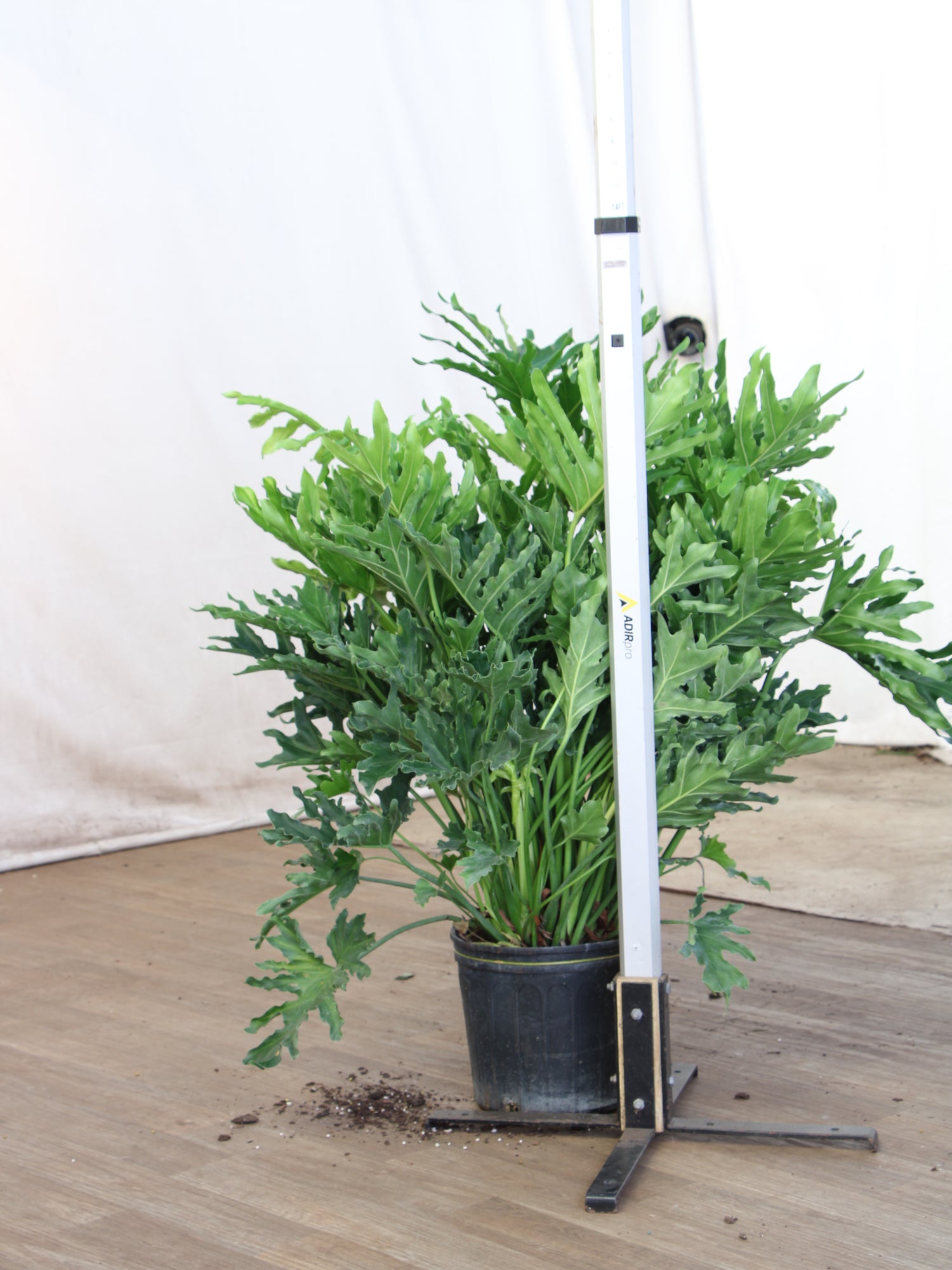 3-5 FT Philodendron Selloum | NYC/NJ Delivery