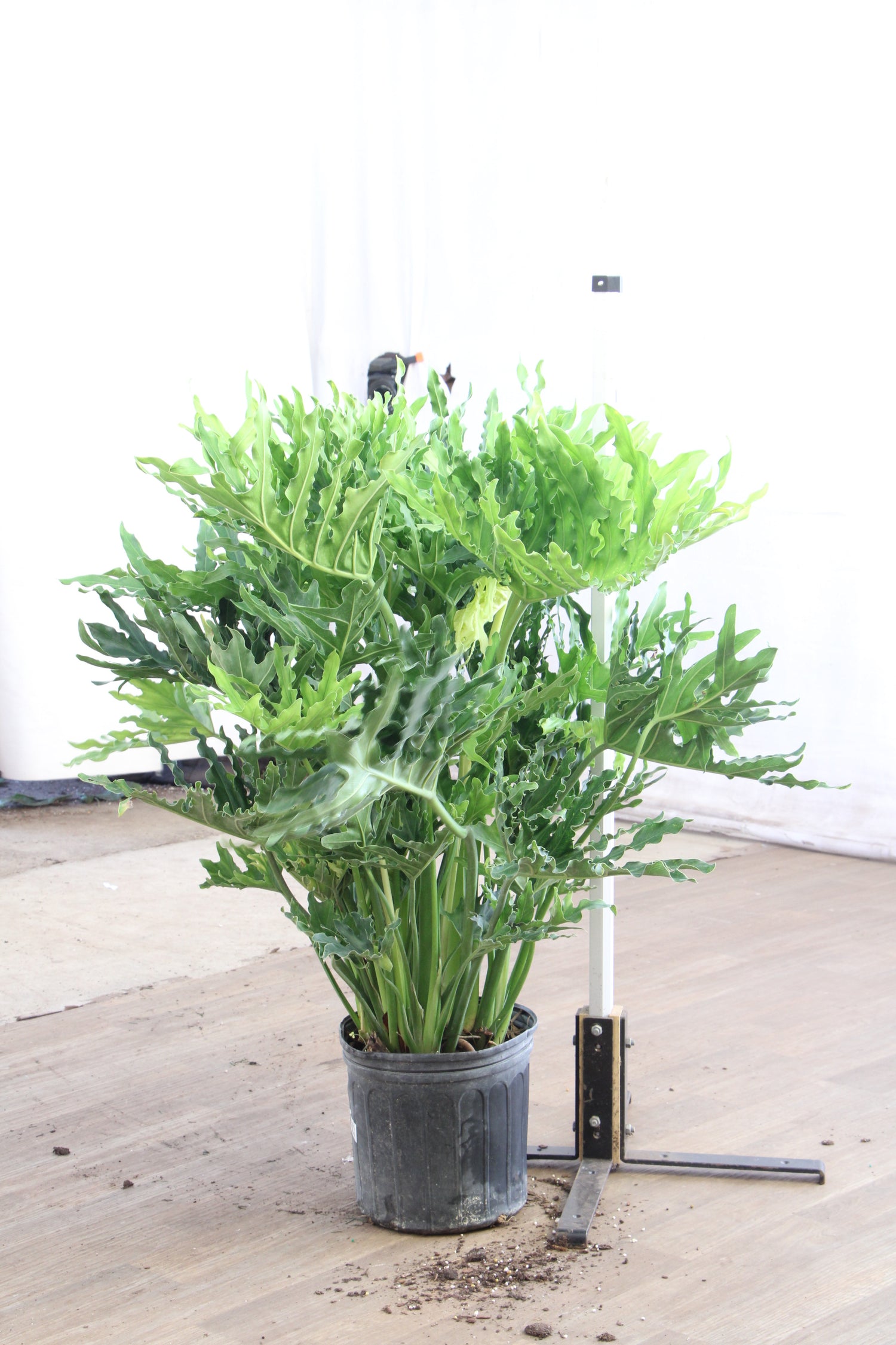 15767 philodendron circle Buy Philodendron 'Selloum' Online | Large Indoor Plant