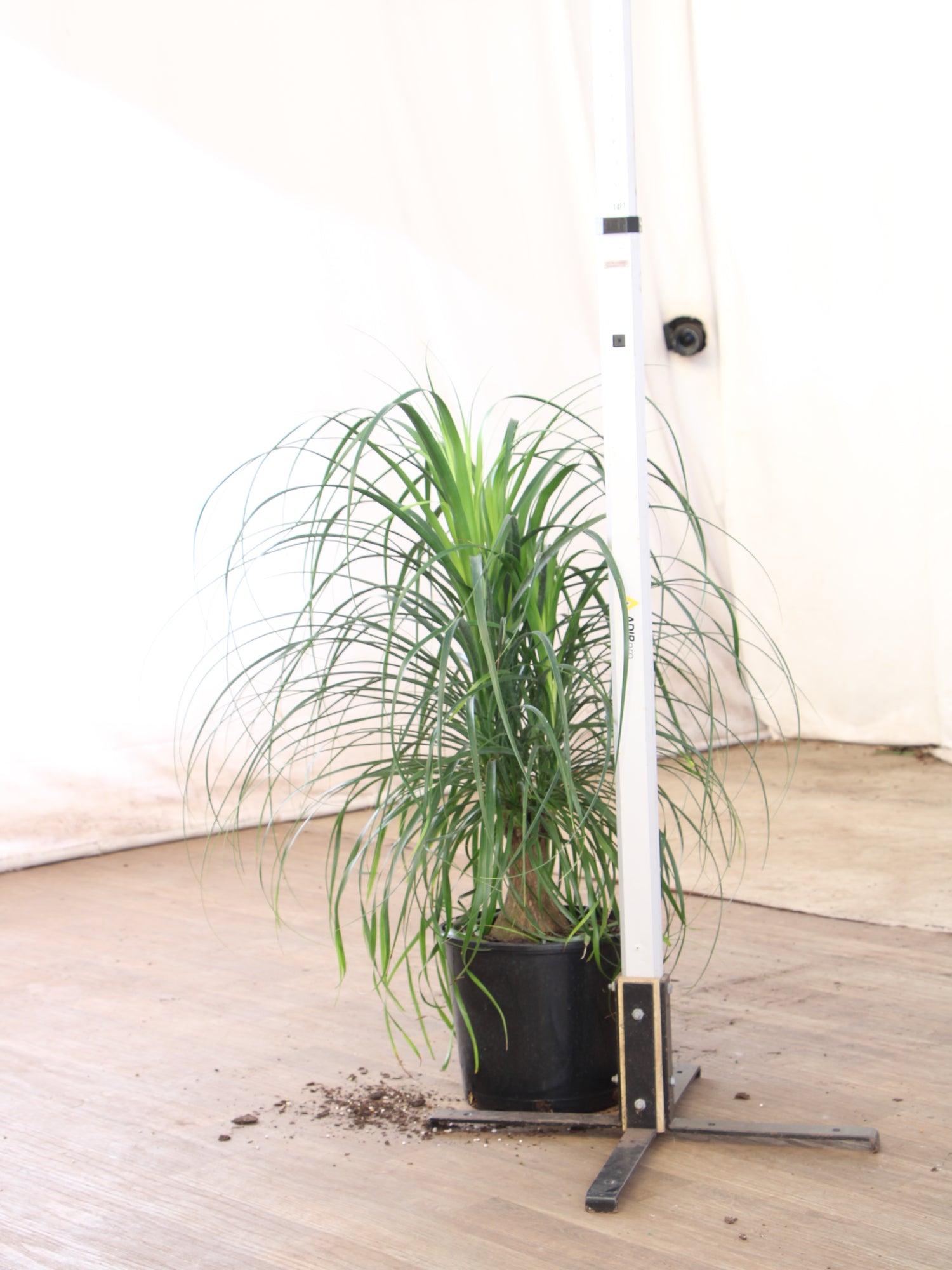 5 ft ponytail palm Large Ponytail Palm