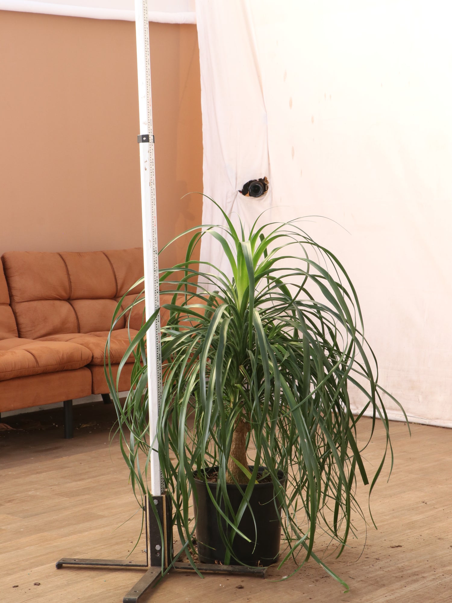 biggest ponytail palm 3-5 FT Ponytail Palm – Dahing Plants