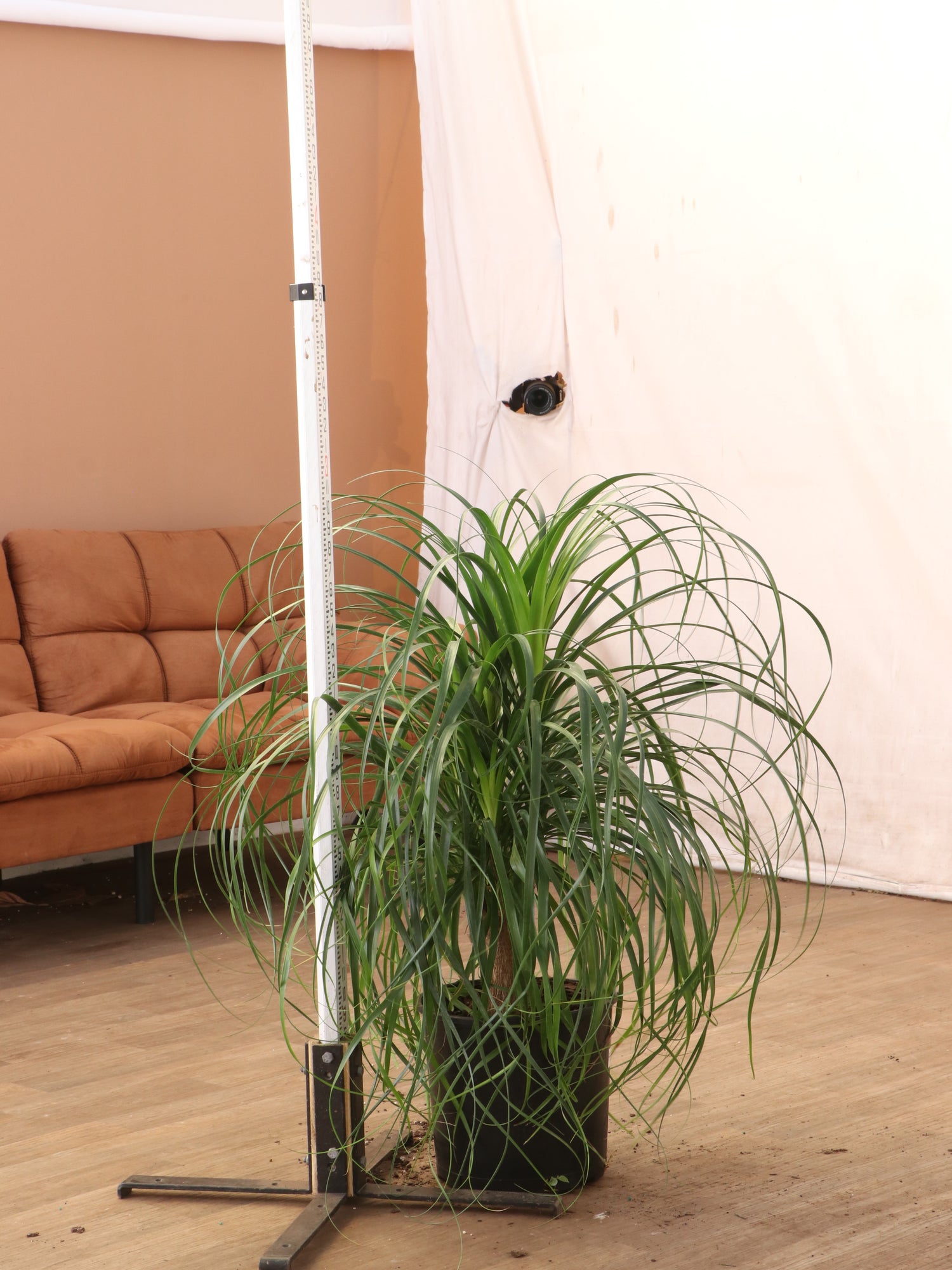 5 ft ponytail palm Large Ponytail Palm