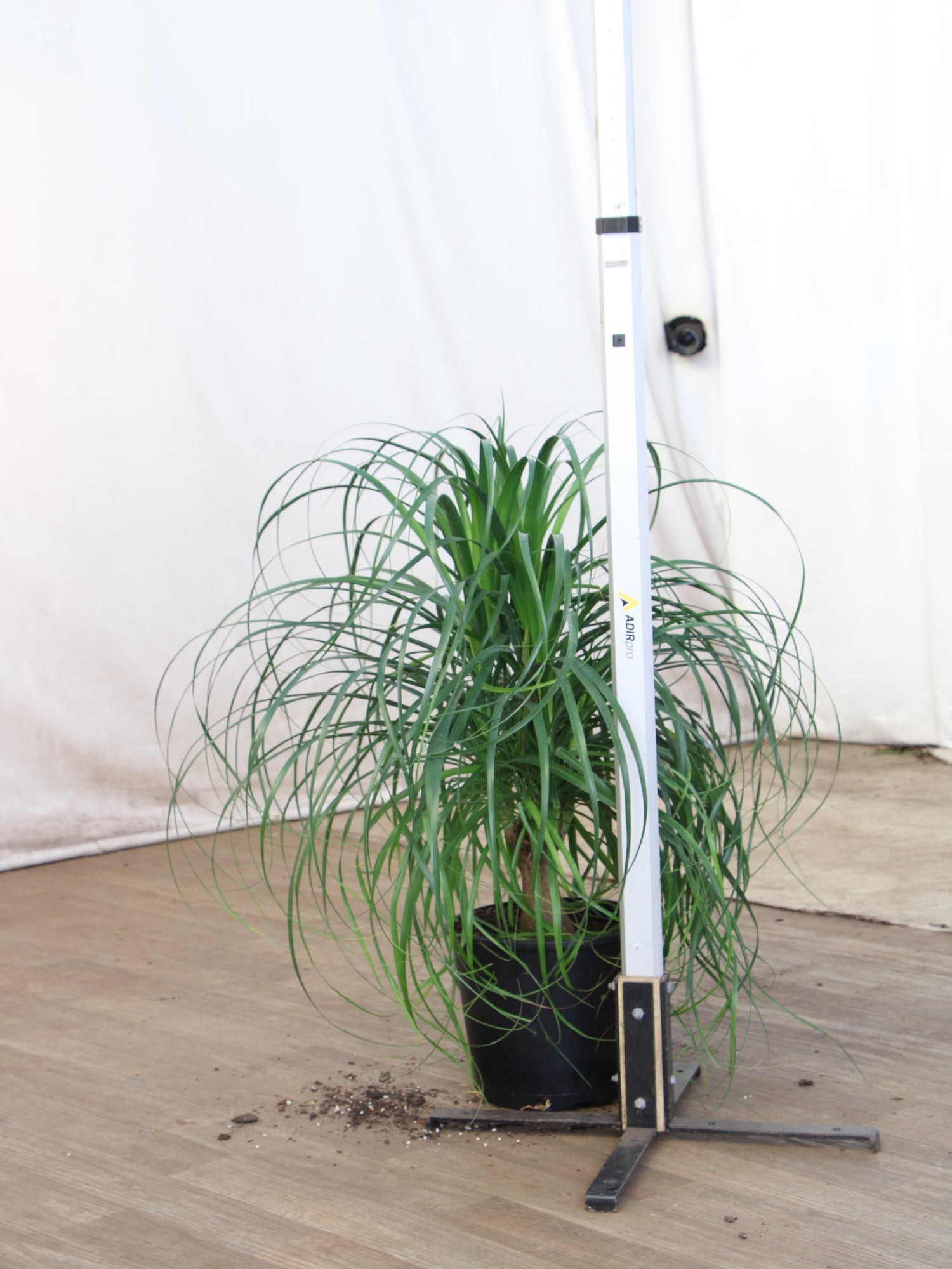 Large Ponytail Palm