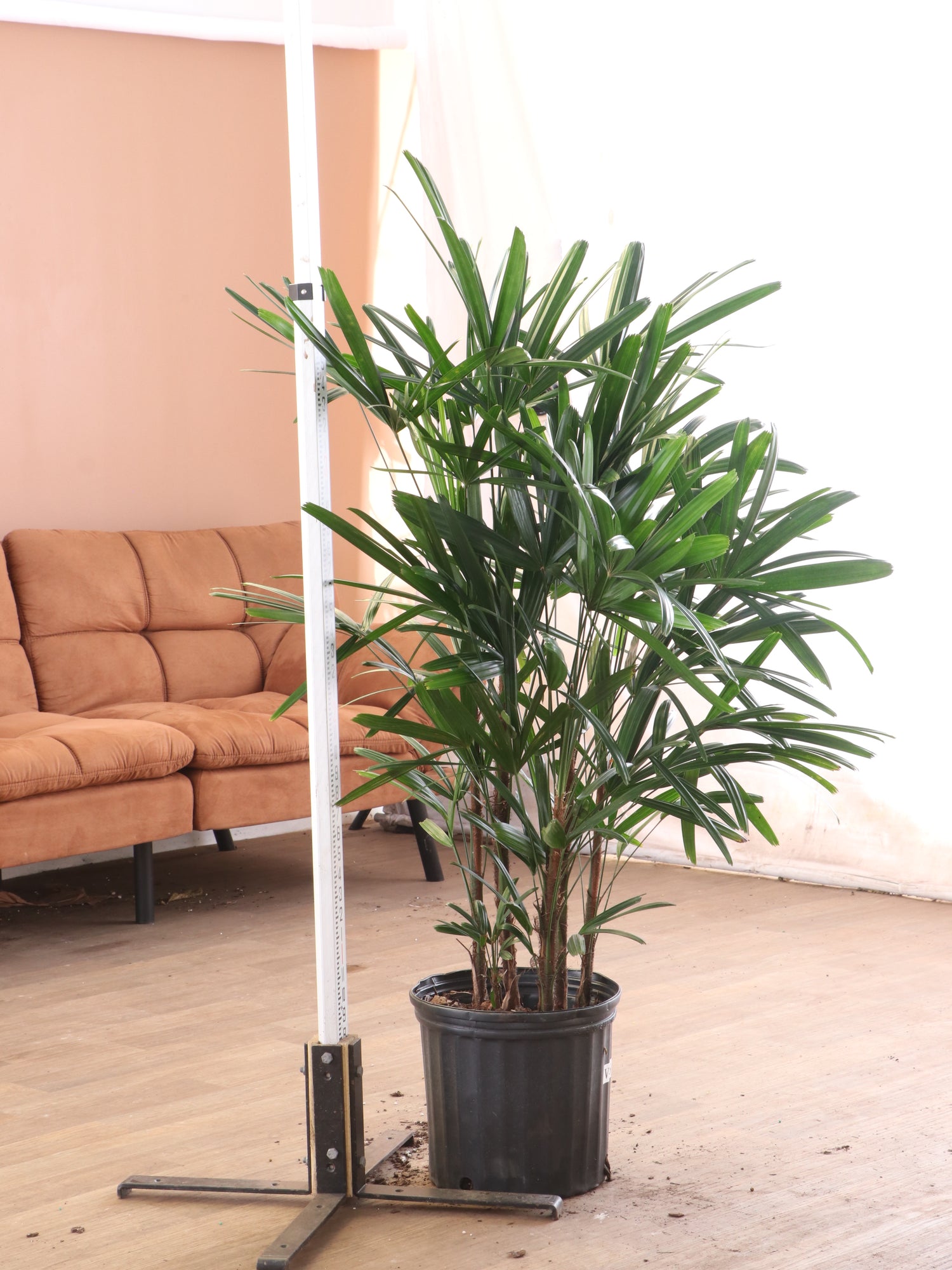 palm style plants Large Lady Palm