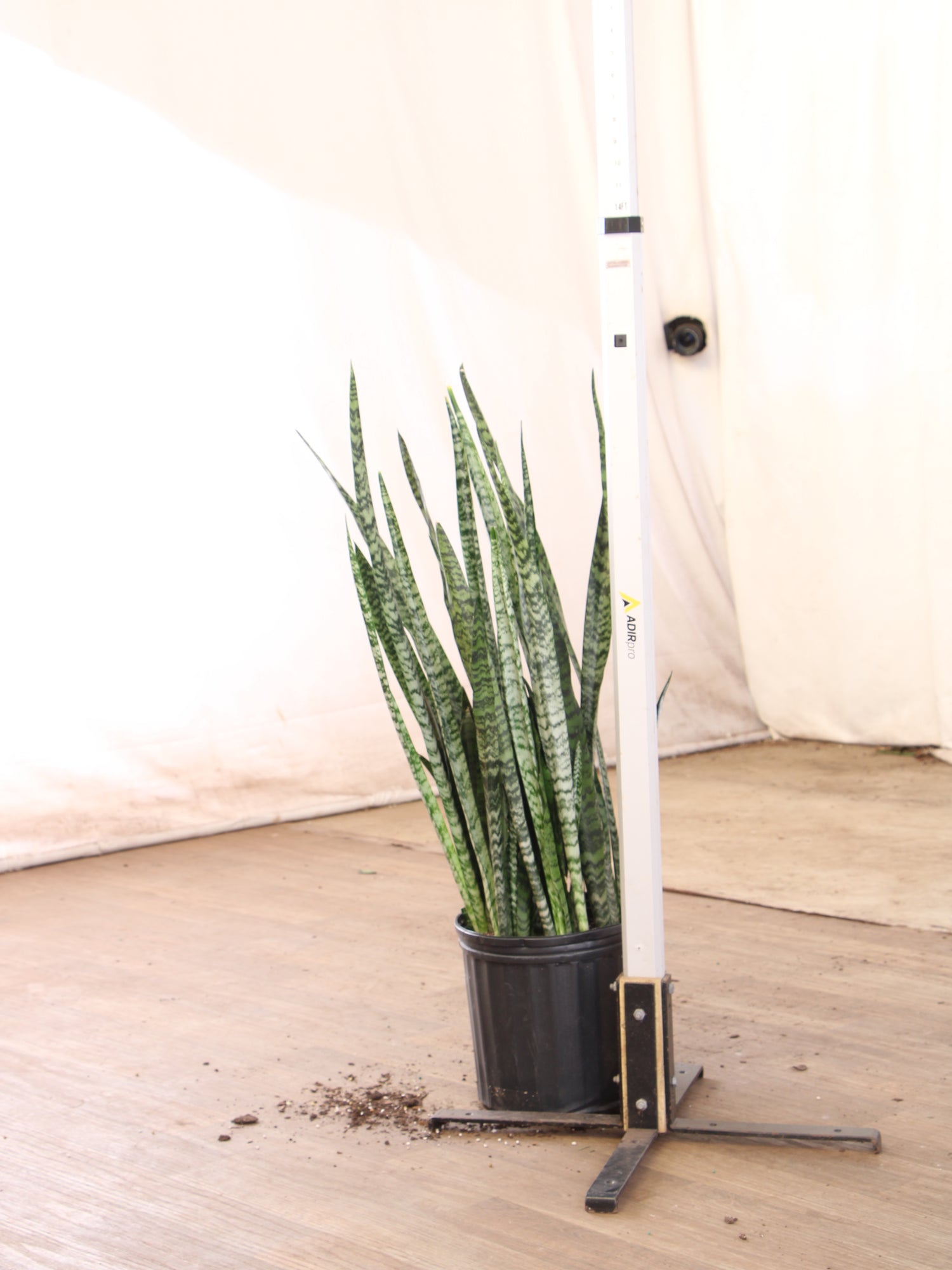 extra large snake plant for sale Large Snake Plant (Zeylanica)