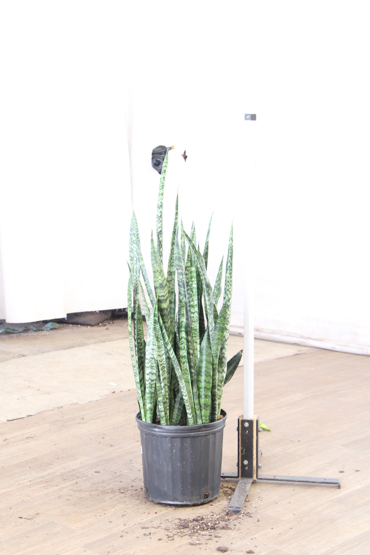 buy large snake plant online Large Snake Plant (Zeylanica)