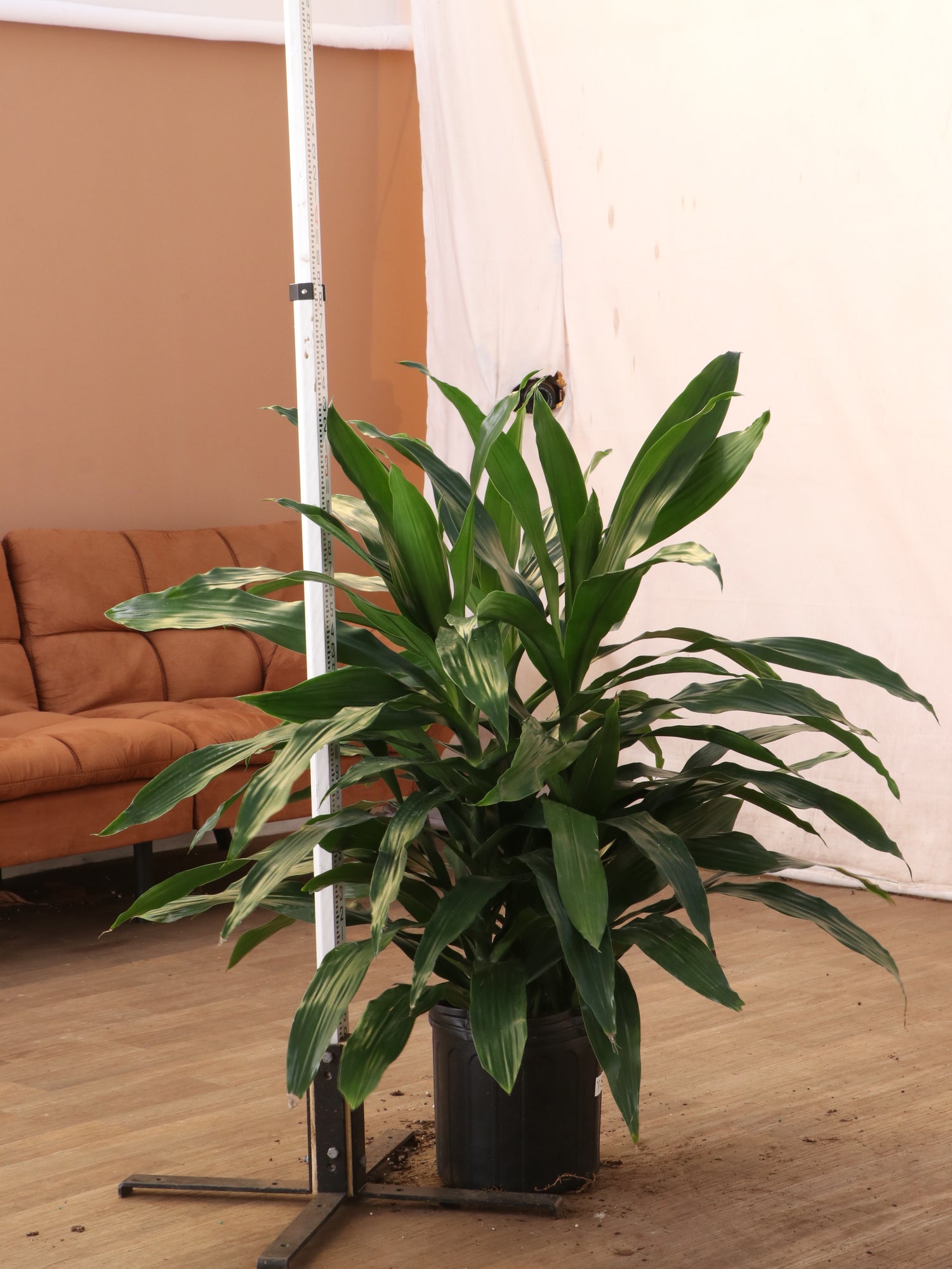 Large Dracaena ‘Janet Craig' (Bush)
