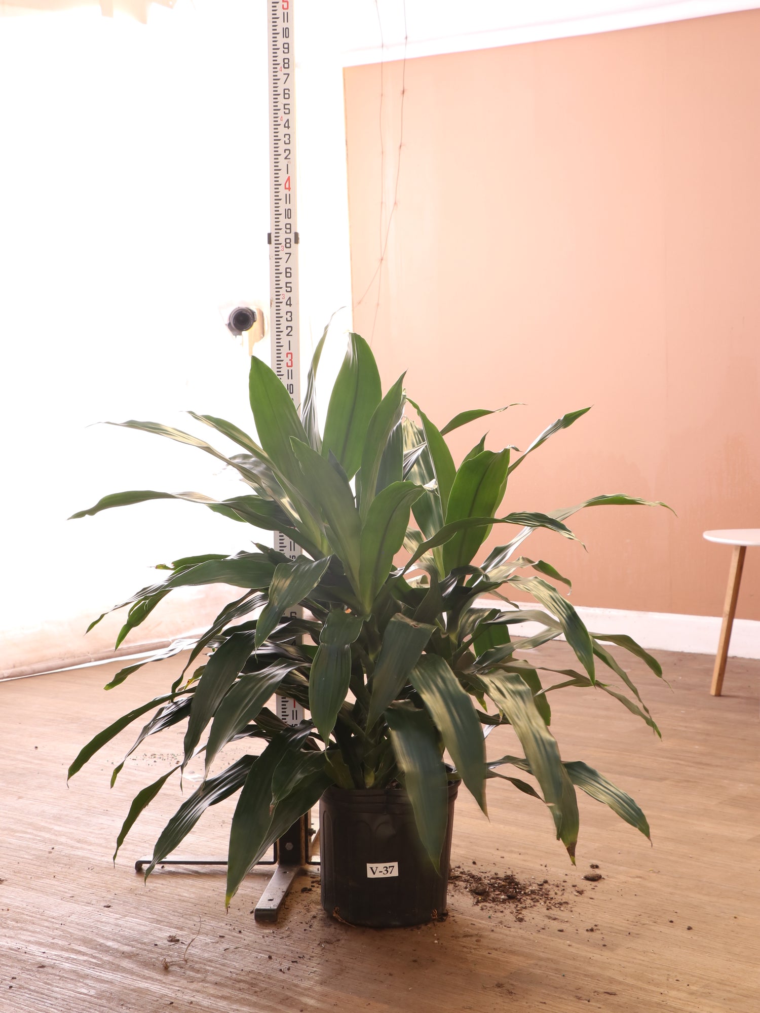 3-5 FT Dracaena 'Janet Craig' (Bush) – Dahing Plants