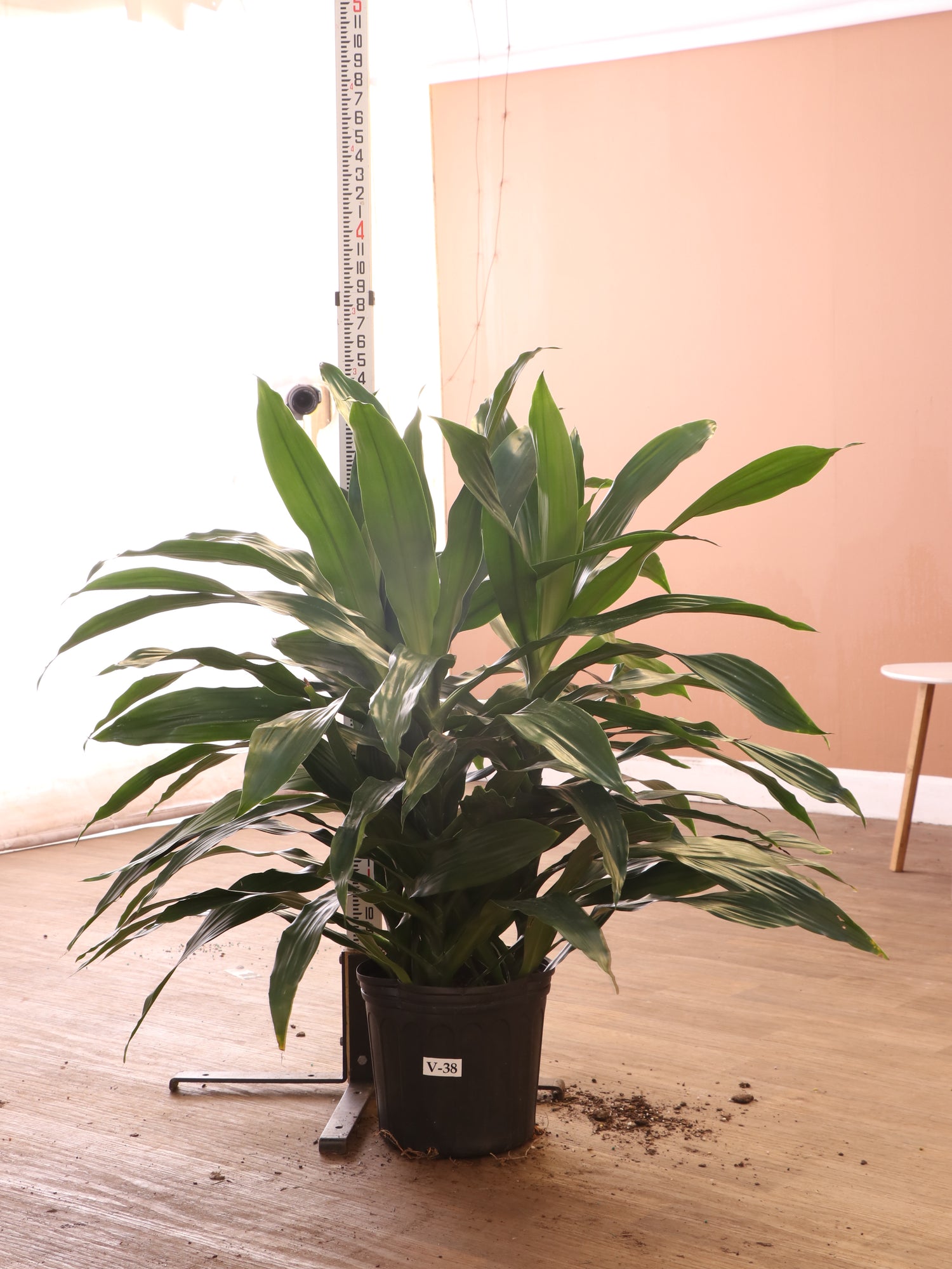 3-5 FT Dracaena 'Janet Craig' (Bush) – Dahing Plants