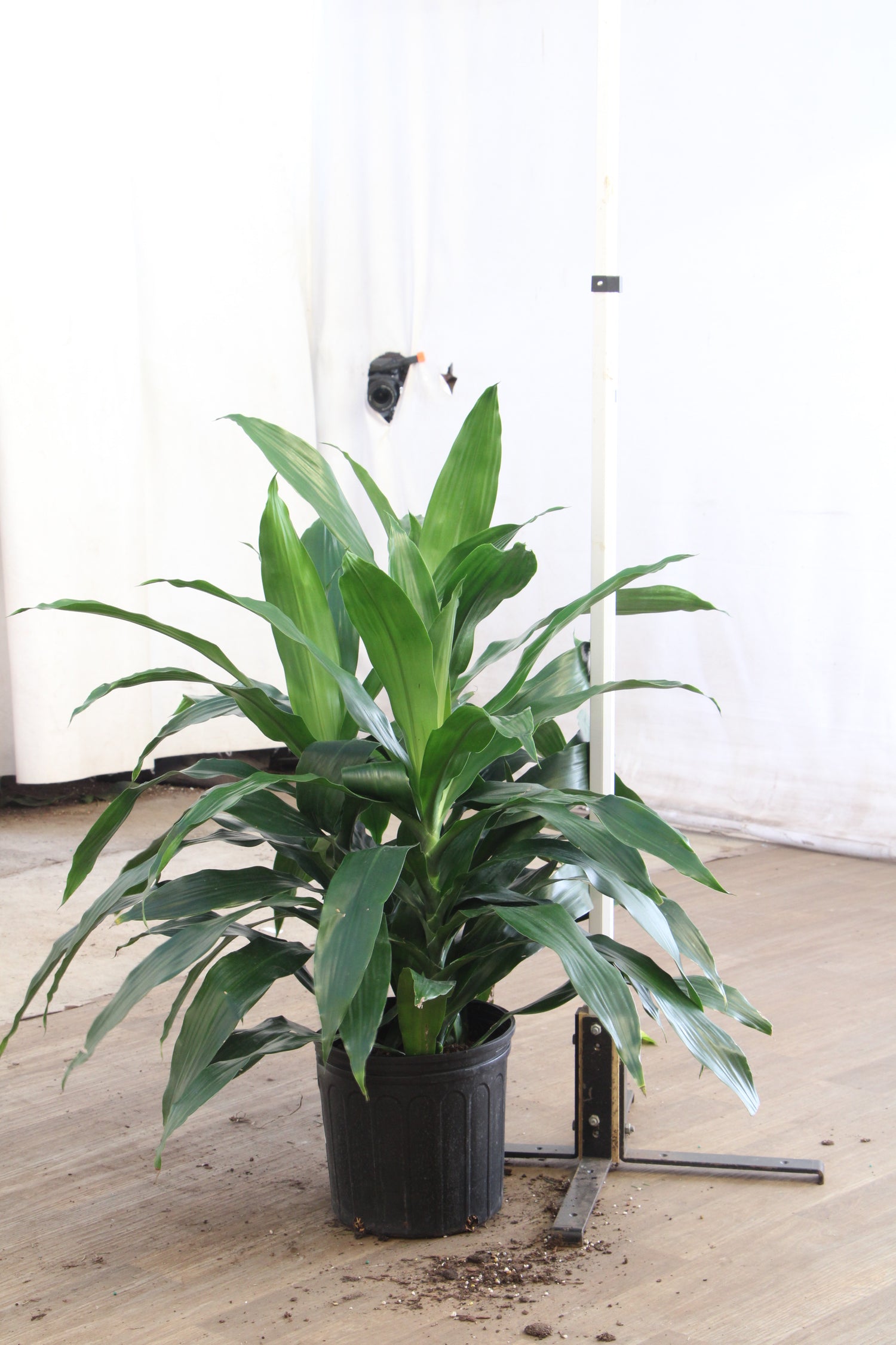 dracaena janet craig bloom Large Dracaena ‘Janet Craig' (Bush)