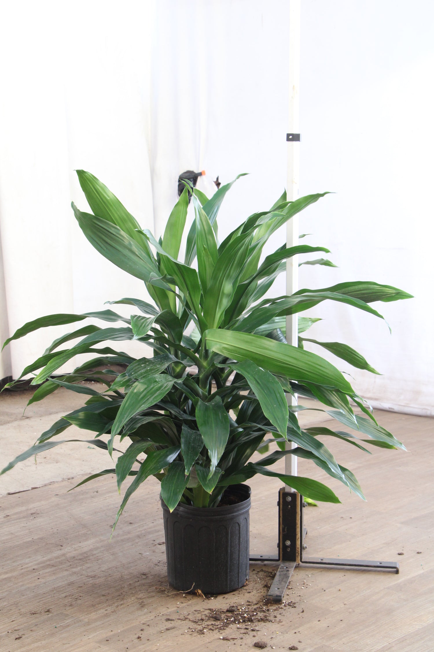 dracaena janet craig flower Large Dracaena ‘Janet Craig' (Bush)