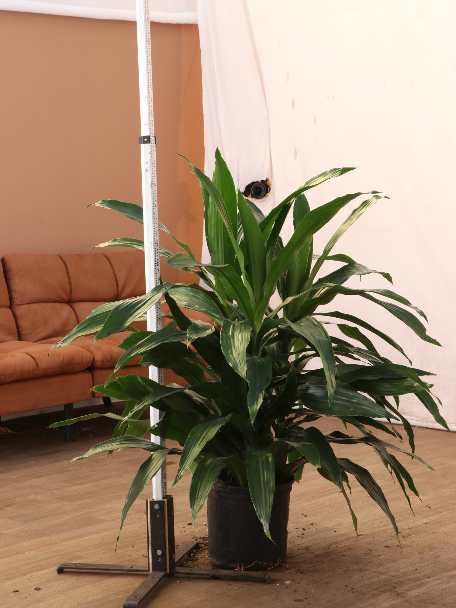3-5 FT Dracaena 'Janet Craig' (Bush) – Dahing Plants
