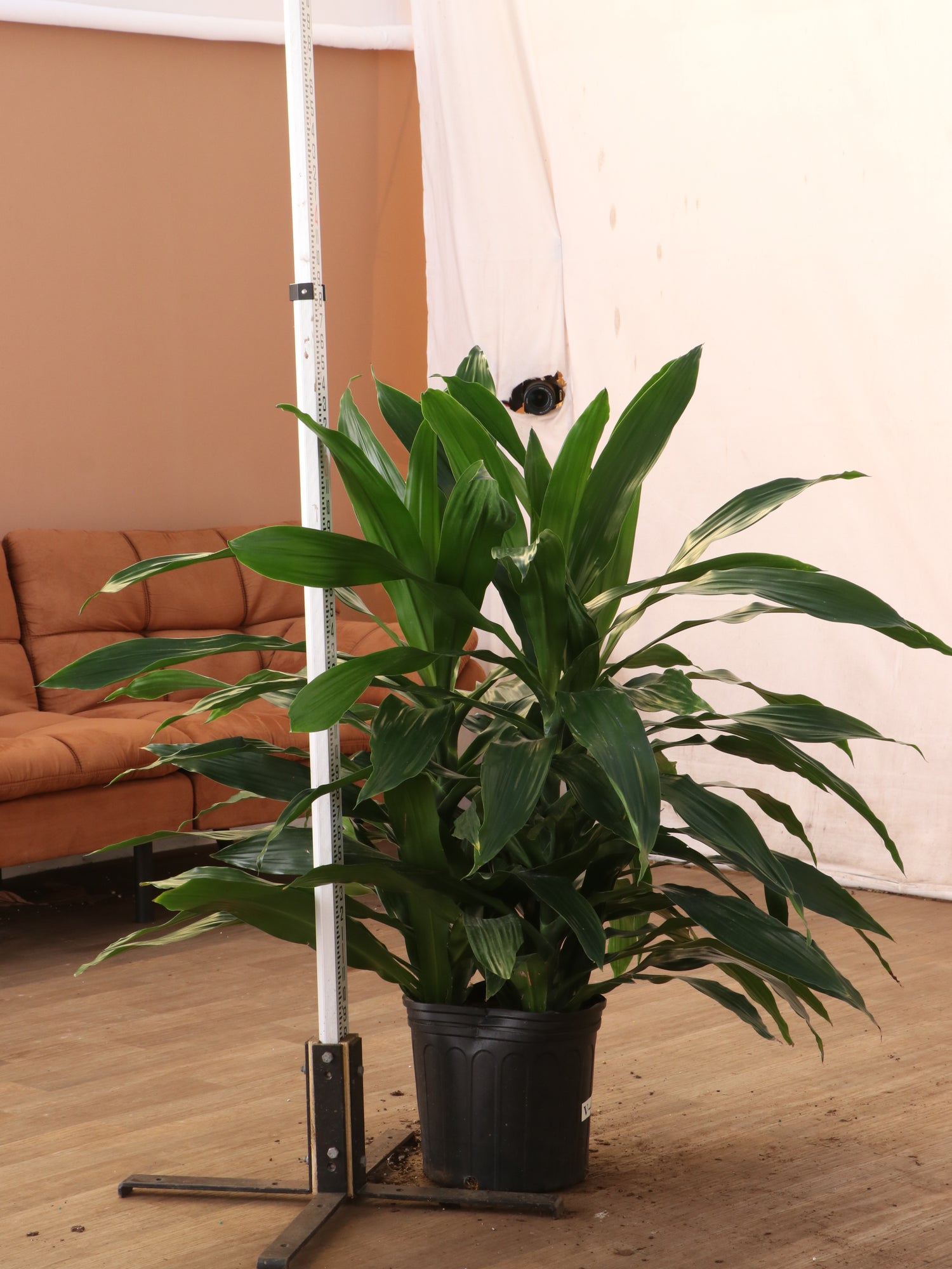 dracaena janet Buy Dracaena 'Janet Craig' (Bush) Online | Large Indoor Plant