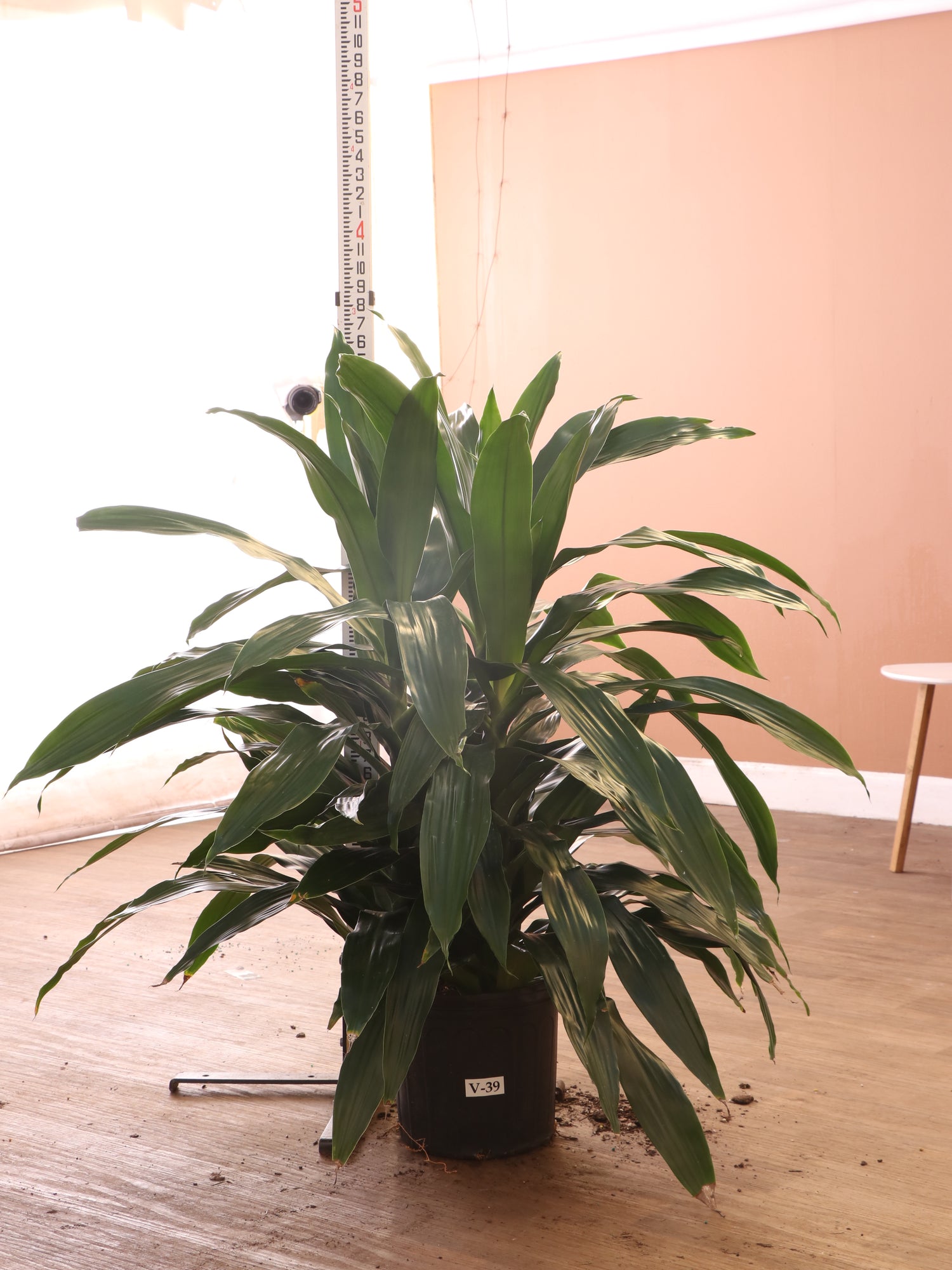 janet craig dracaena brown tips Buy Dracaena 'Janet Craig' (Bush) Online | Large Indoor Plant
