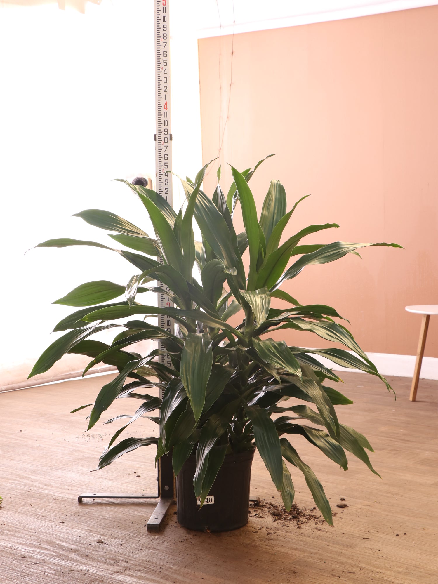 Large Dracaena ‘Janet Craig' (Bush)