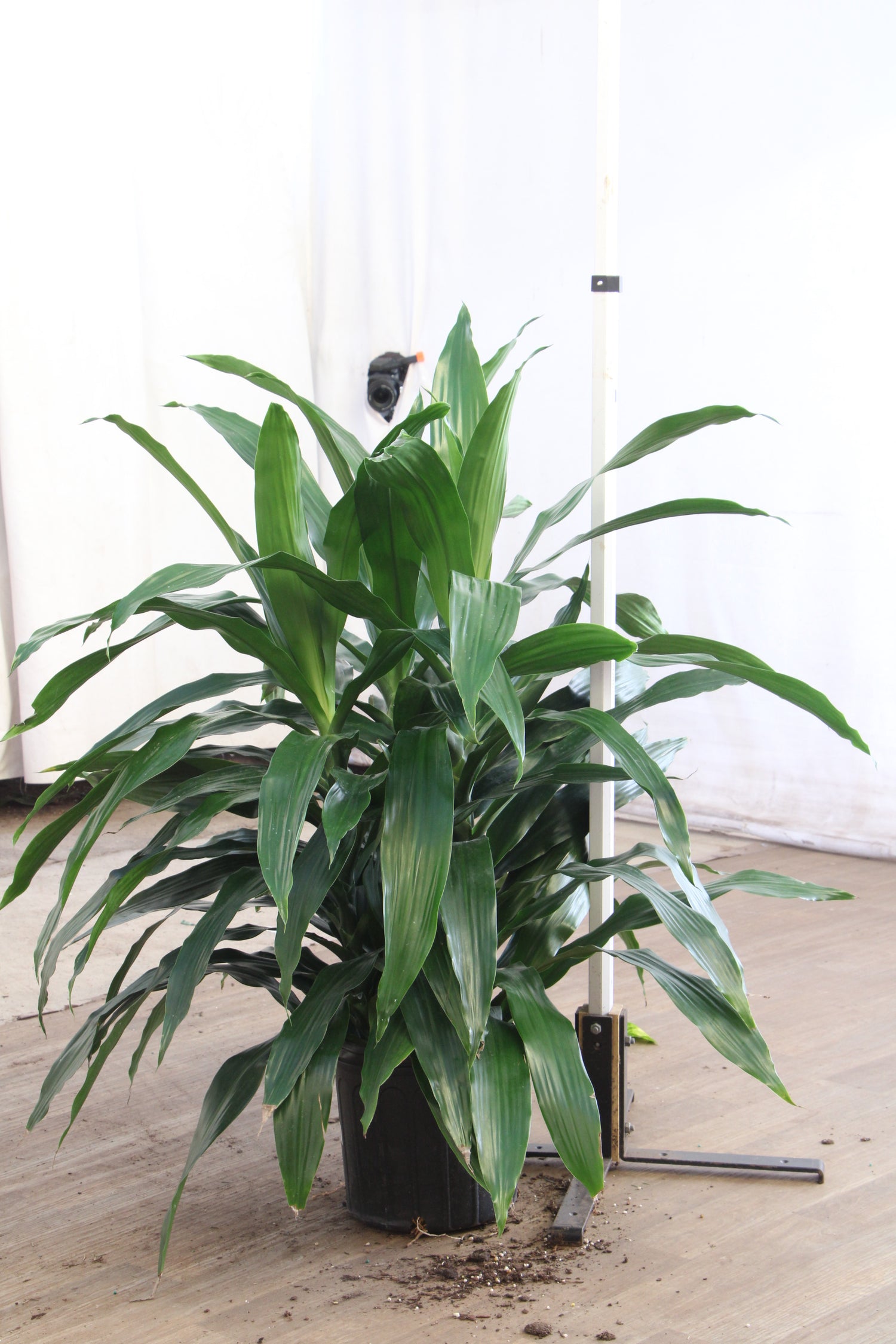 Large Dracaena ‘Janet Craig' (Bush)