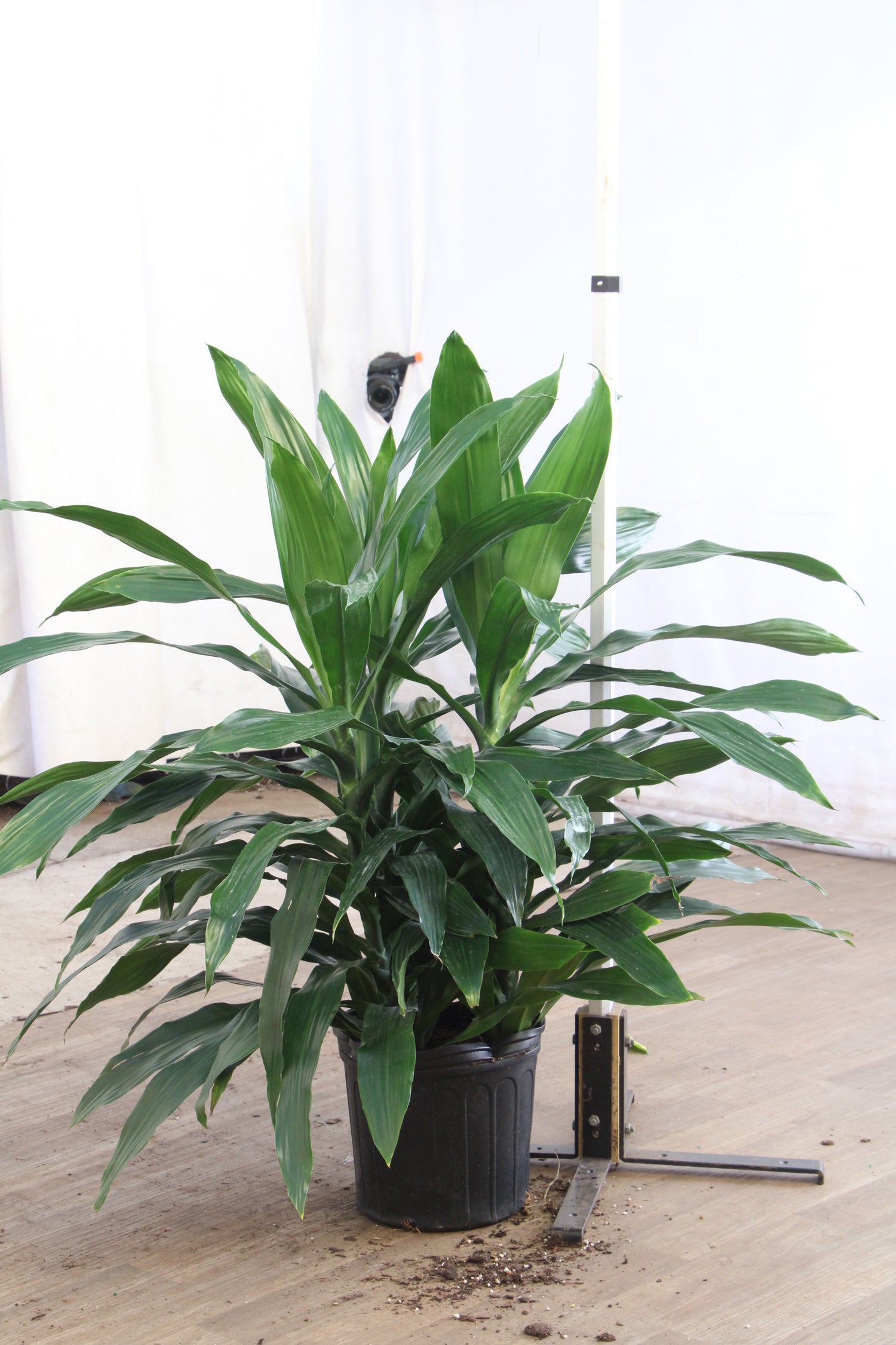 dracaena deremensis jan Buy Dracaena 'Janet Craig' (Bush) Online | Large Indoor Plant