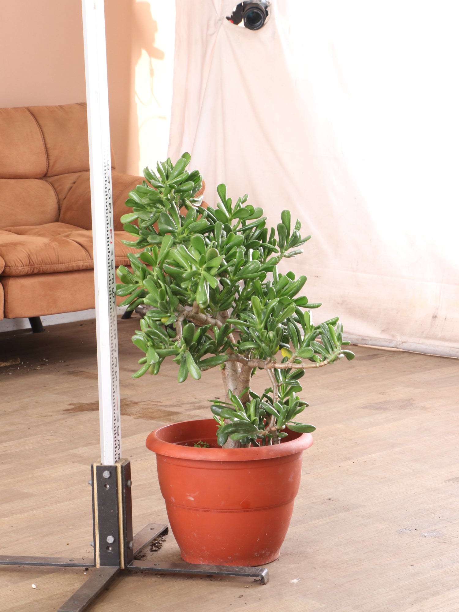 large jade plant for sale Full Size Jade Succulent Bonsai (Crassula)