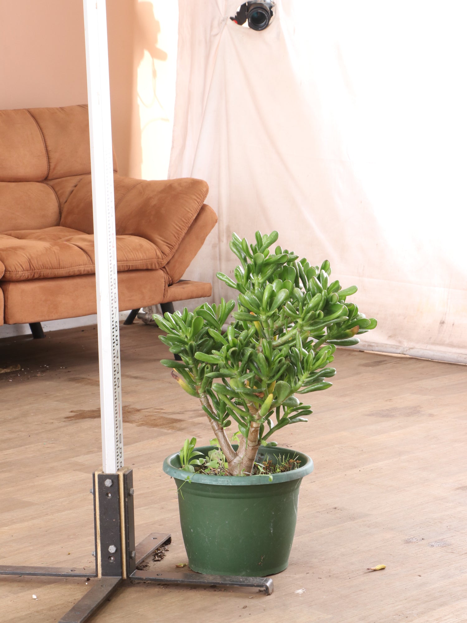 jade plant big 3-5 FT Jade Succulent Bonsai (Crassula) – Dahing Plants