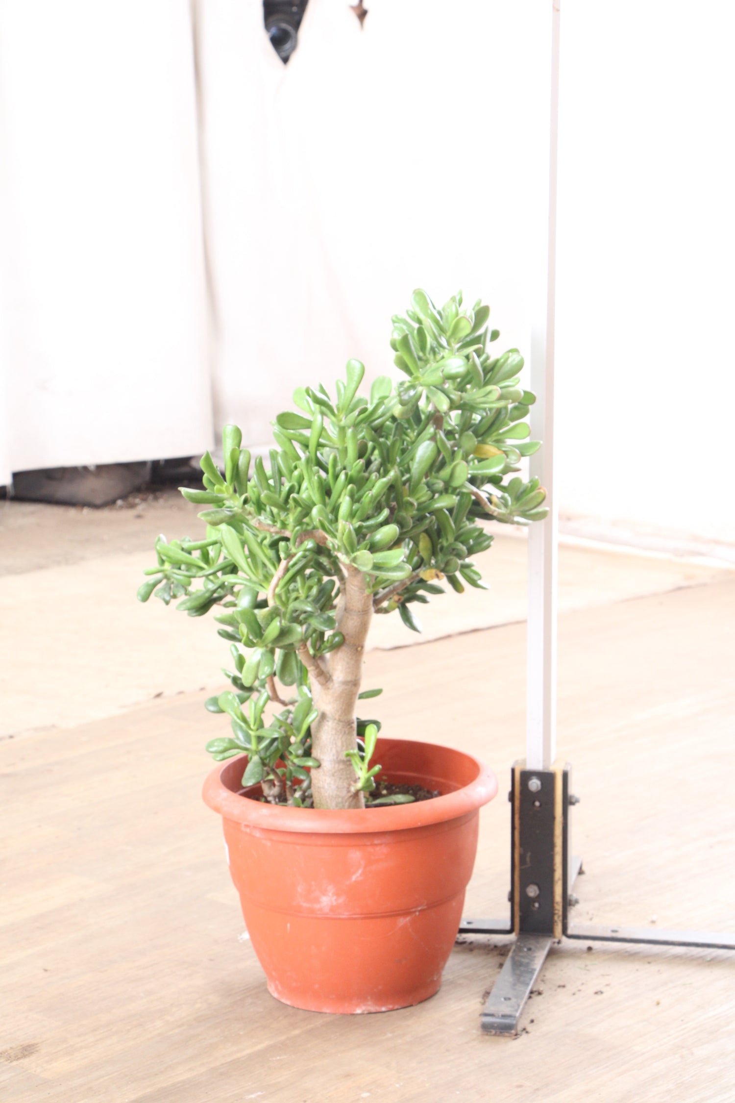 old jade plant 3-5 FT Jade Succulent Bonsai (Crassula) – Dahing Plants