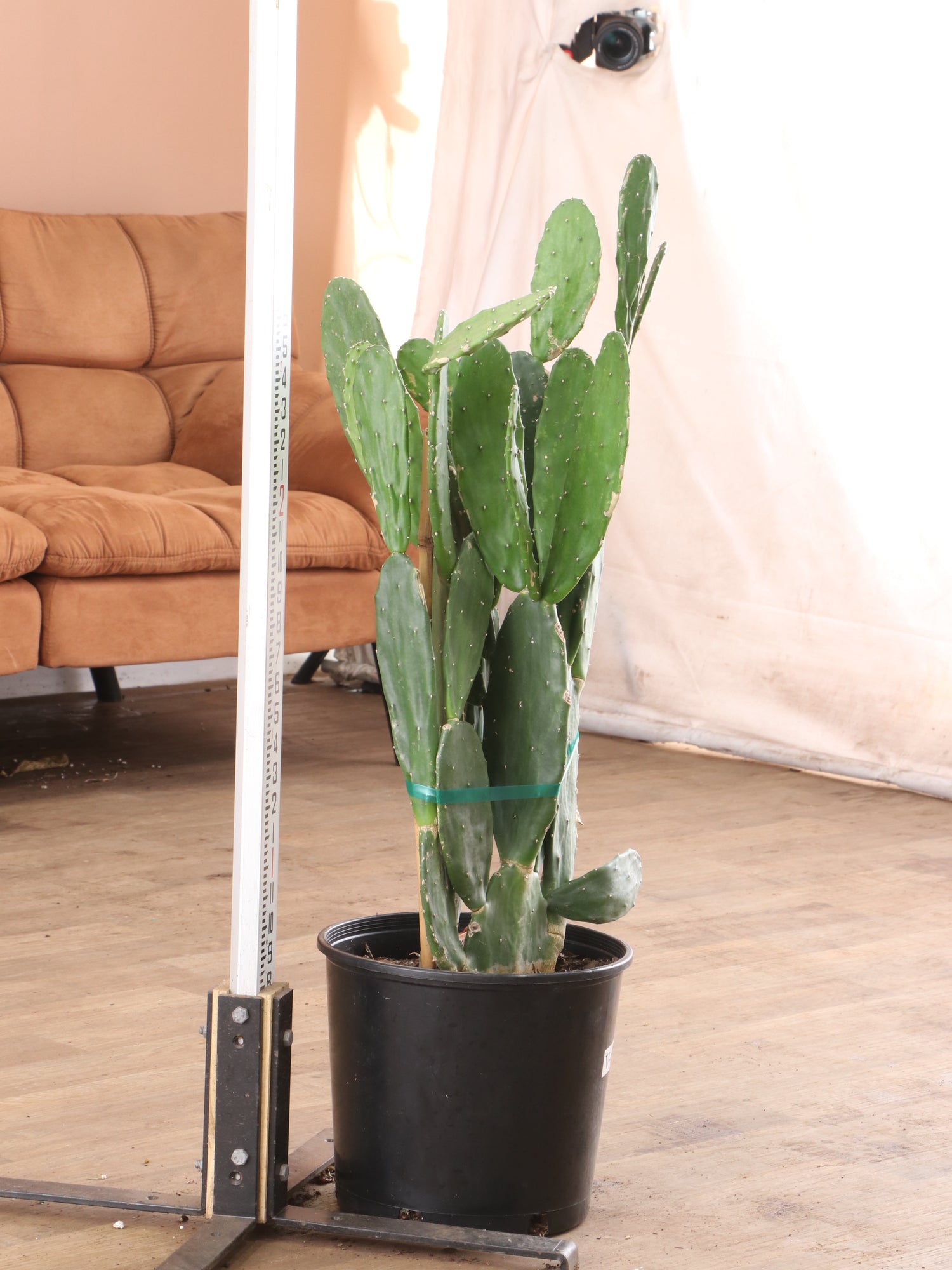 19105 pencil cactus dr 3-5 FT Pencil Cactus – Dahing Plants